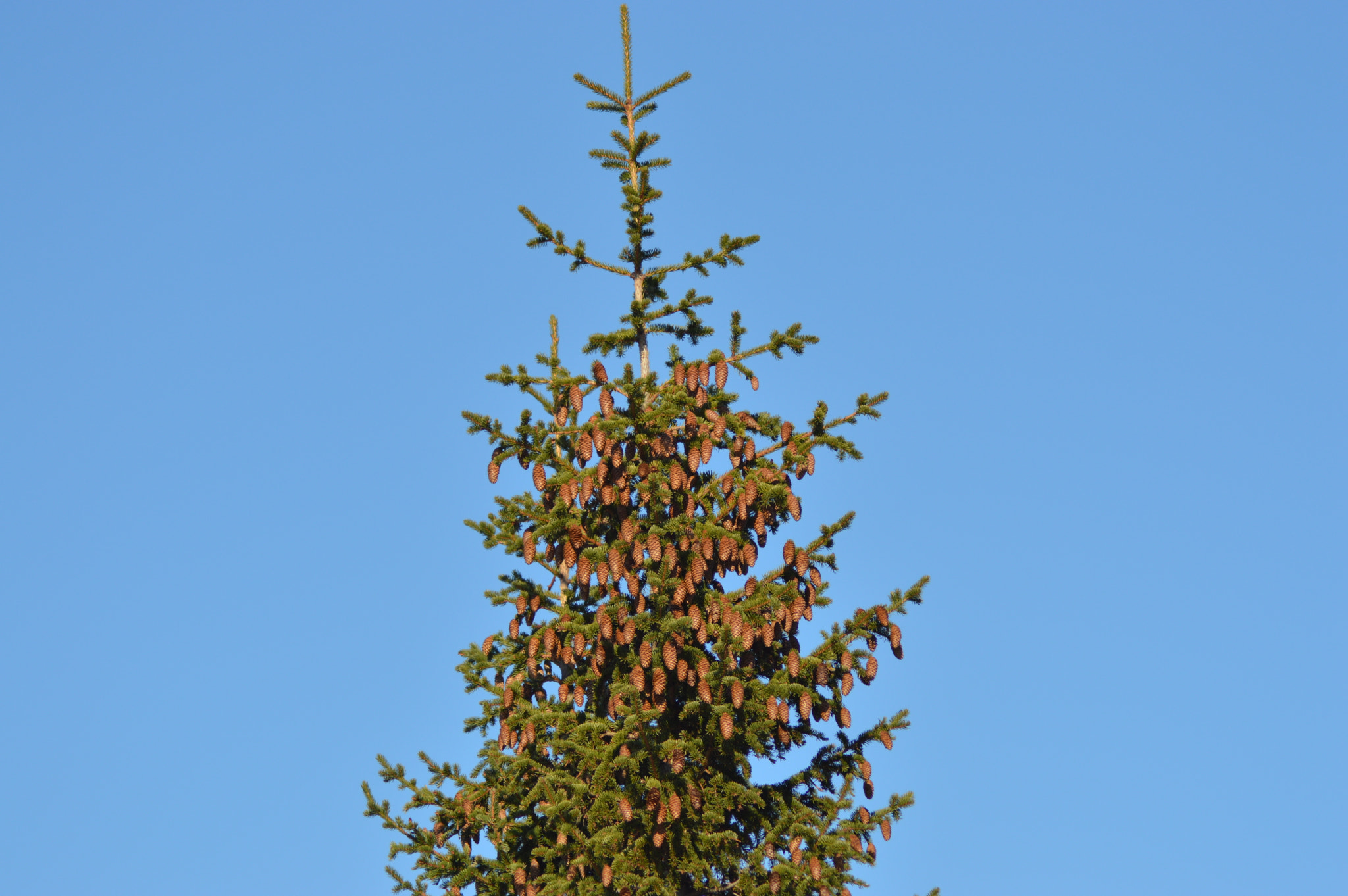 Nikon AF Nikkor 70-300mm F4-5.6G sample photo. Tree photography