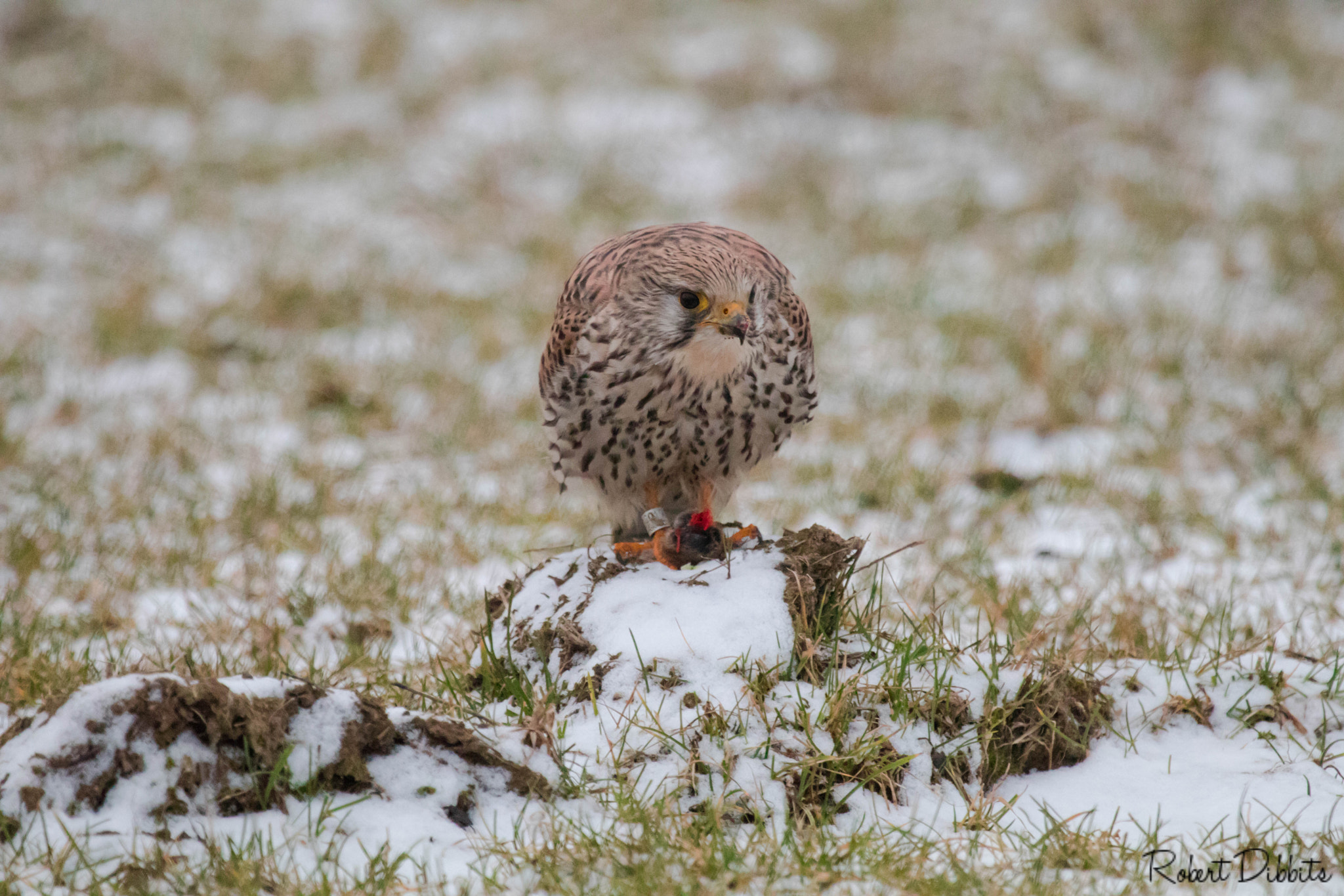Canon EF 100-400mm F4.5-5.6L IS USM sample photo. Predator and his prey photography