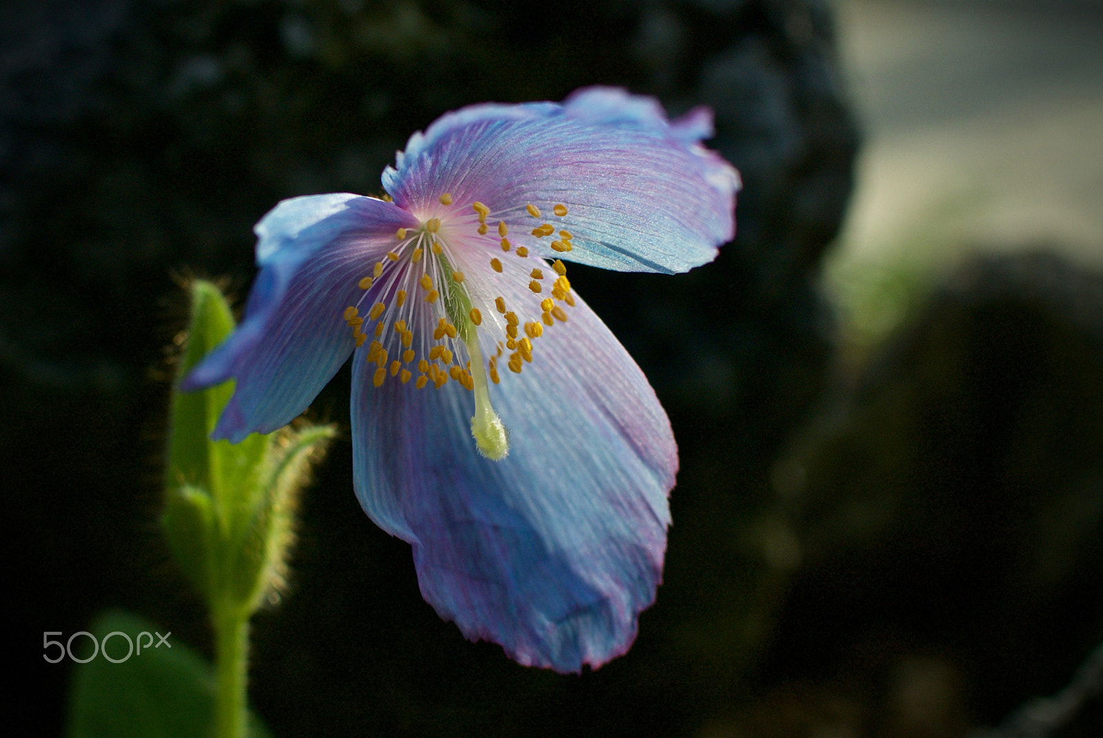 Nikon 1 J2 + Nikon 1 Nikkor 18.5mm F1.8 sample photo. Blue poppy photography