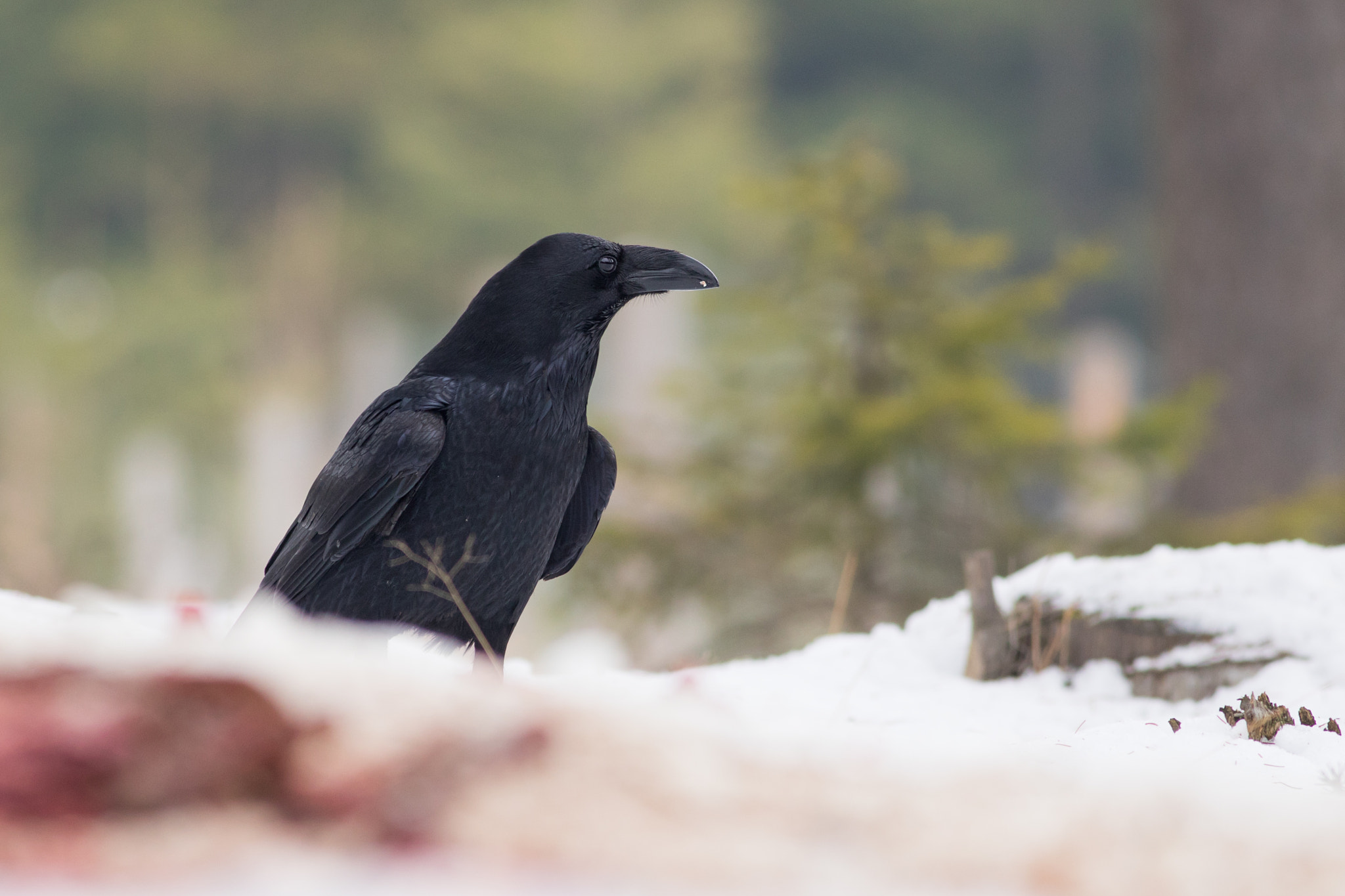 Canon EF 400mm F5.6L USM sample photo. Krkavec velký (corvus corax

 photography