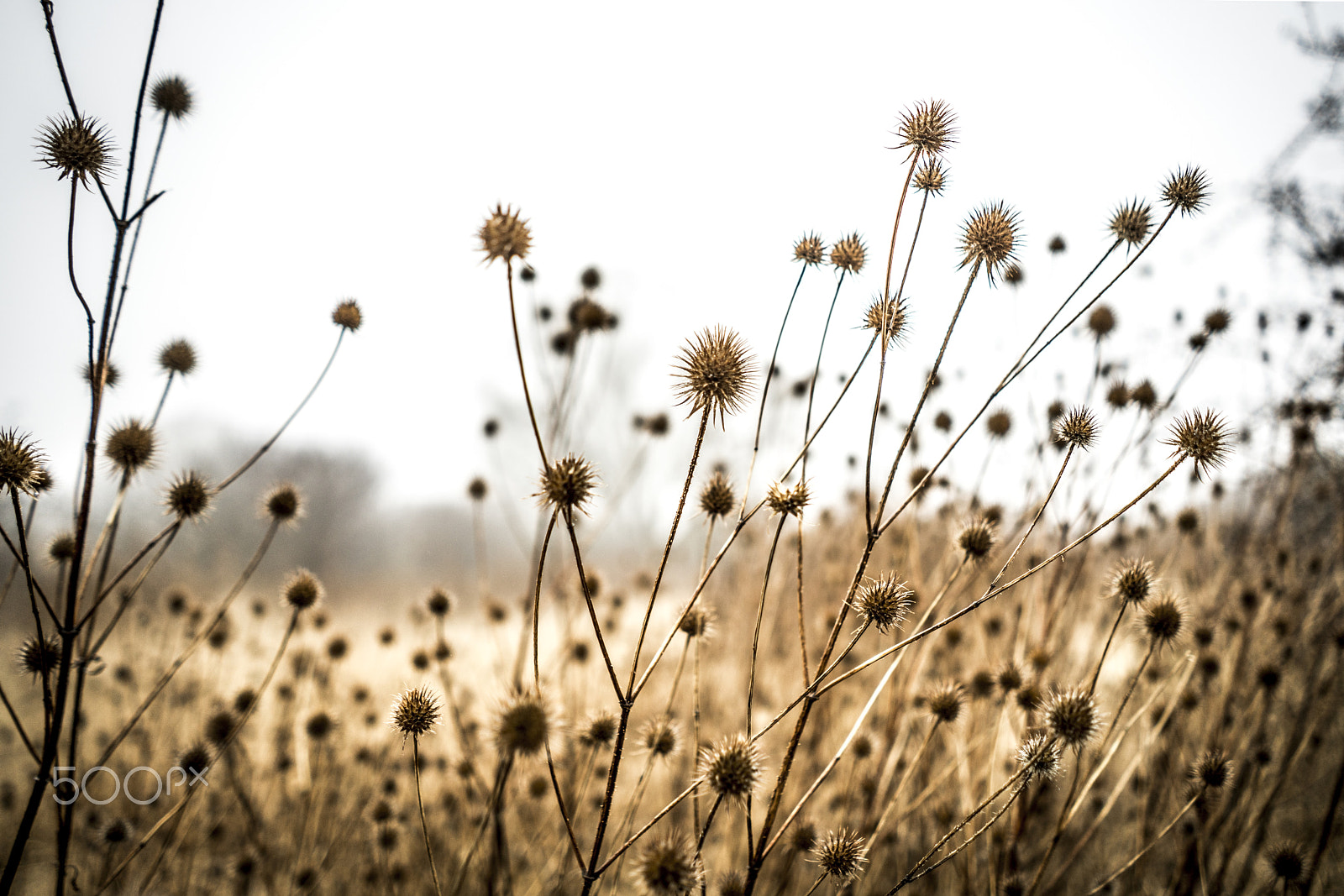 Sony FE 28mm F2 sample photo. Last year memories photography