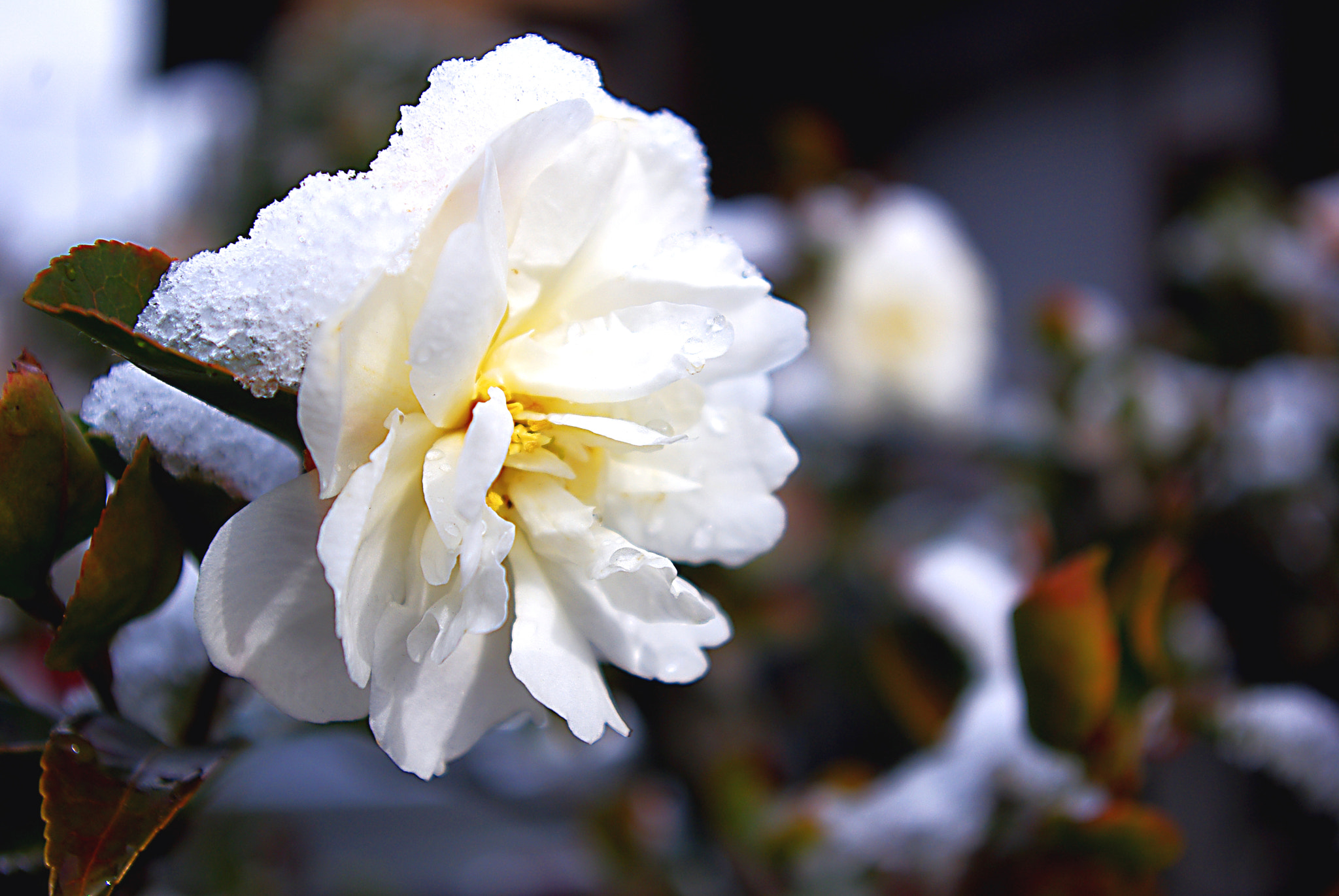 Pentax K-m (K2000) sample photo. Snow camellia photography