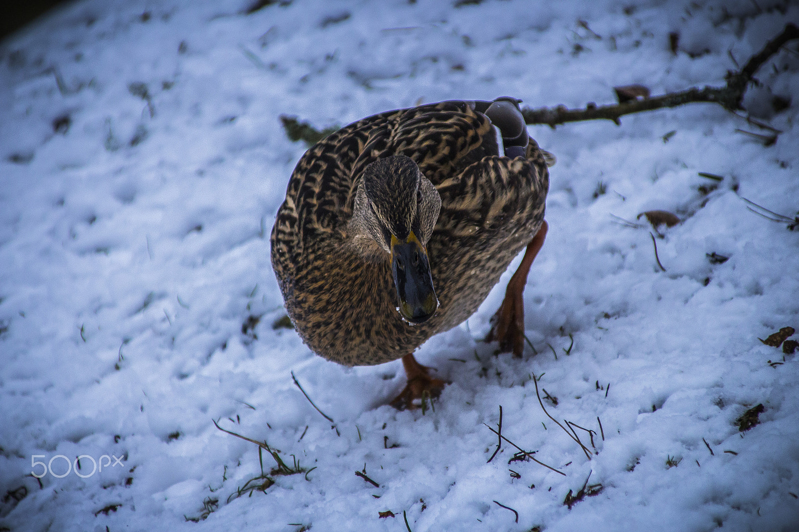 Canon EOS 700D (EOS Rebel T5i / EOS Kiss X7i) + Canon TS-E 90mm F2.8 Tilt-Shift sample photo. Duck 3 photography