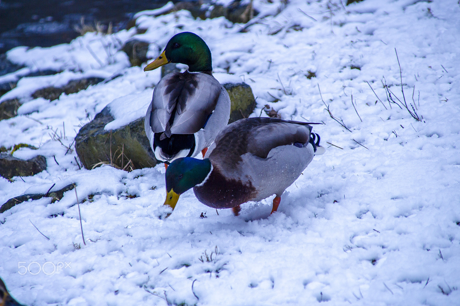 Canon EOS 700D (EOS Rebel T5i / EOS Kiss X7i) + Canon TS-E 90mm F2.8 Tilt-Shift sample photo. Duck 2 photography