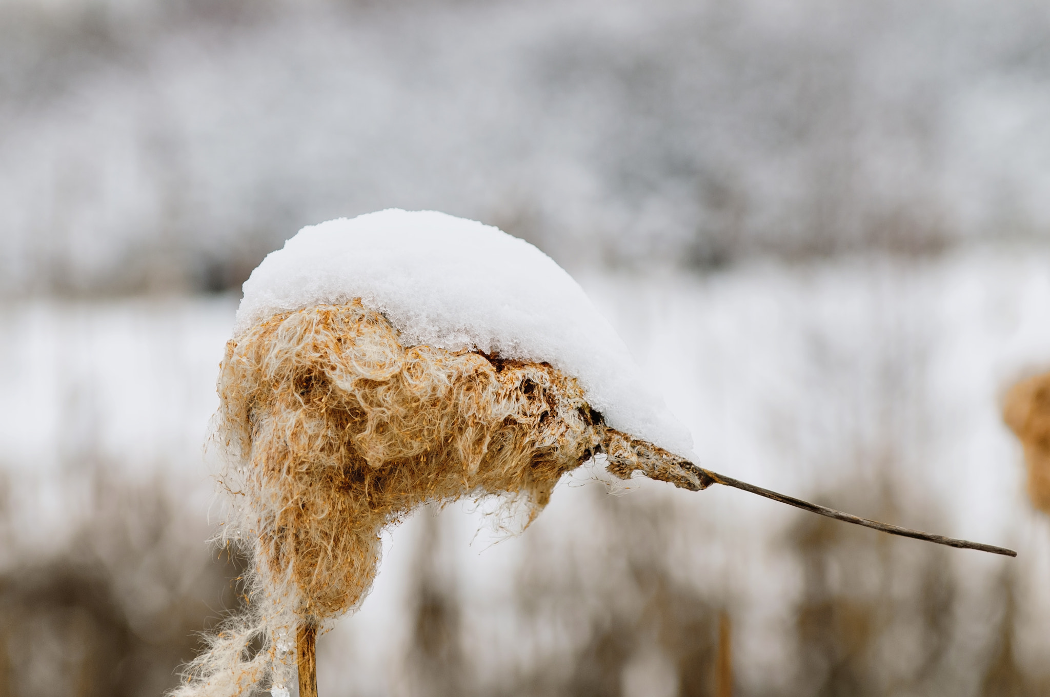 Nikon D300S sample photo. February winter photography