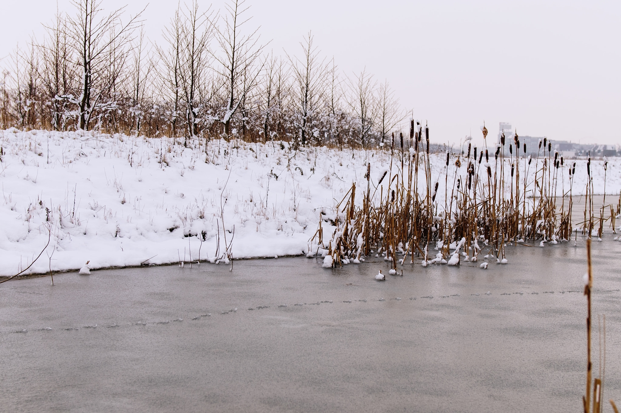 Nikon D300S sample photo. February winter photography