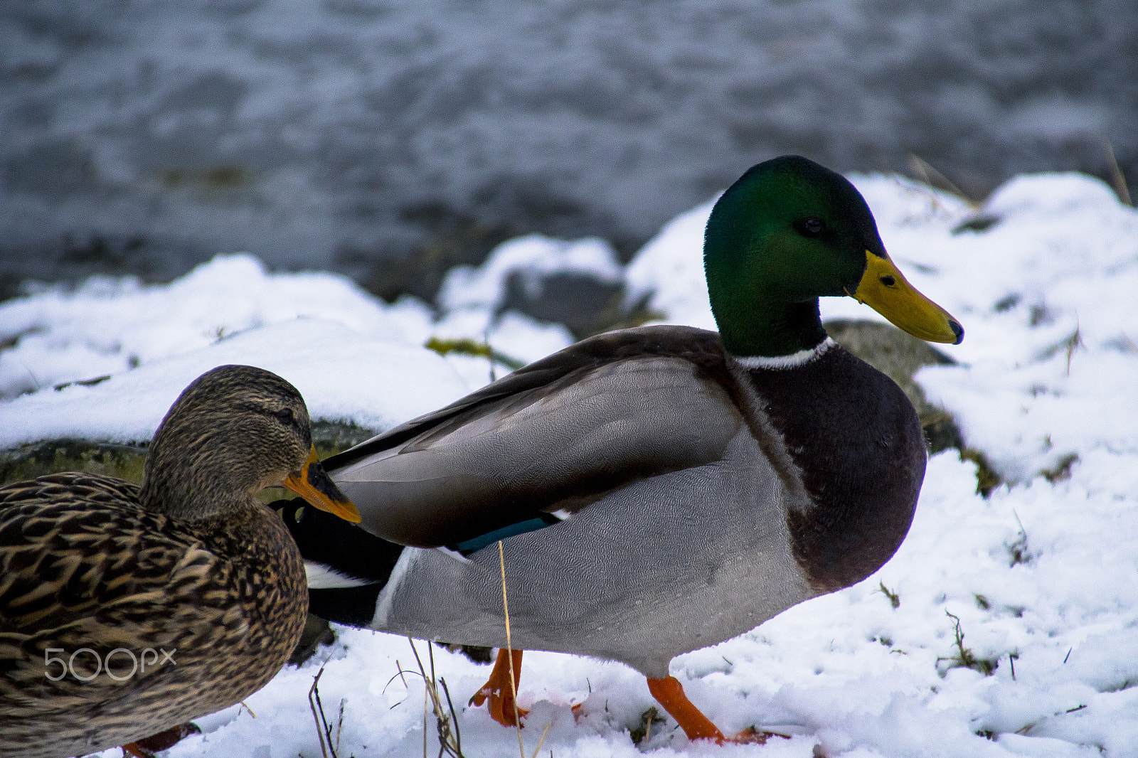 Canon EOS 700D (EOS Rebel T5i / EOS Kiss X7i) + Canon TS-E 90mm F2.8 Tilt-Shift sample photo. Duck 4 photography