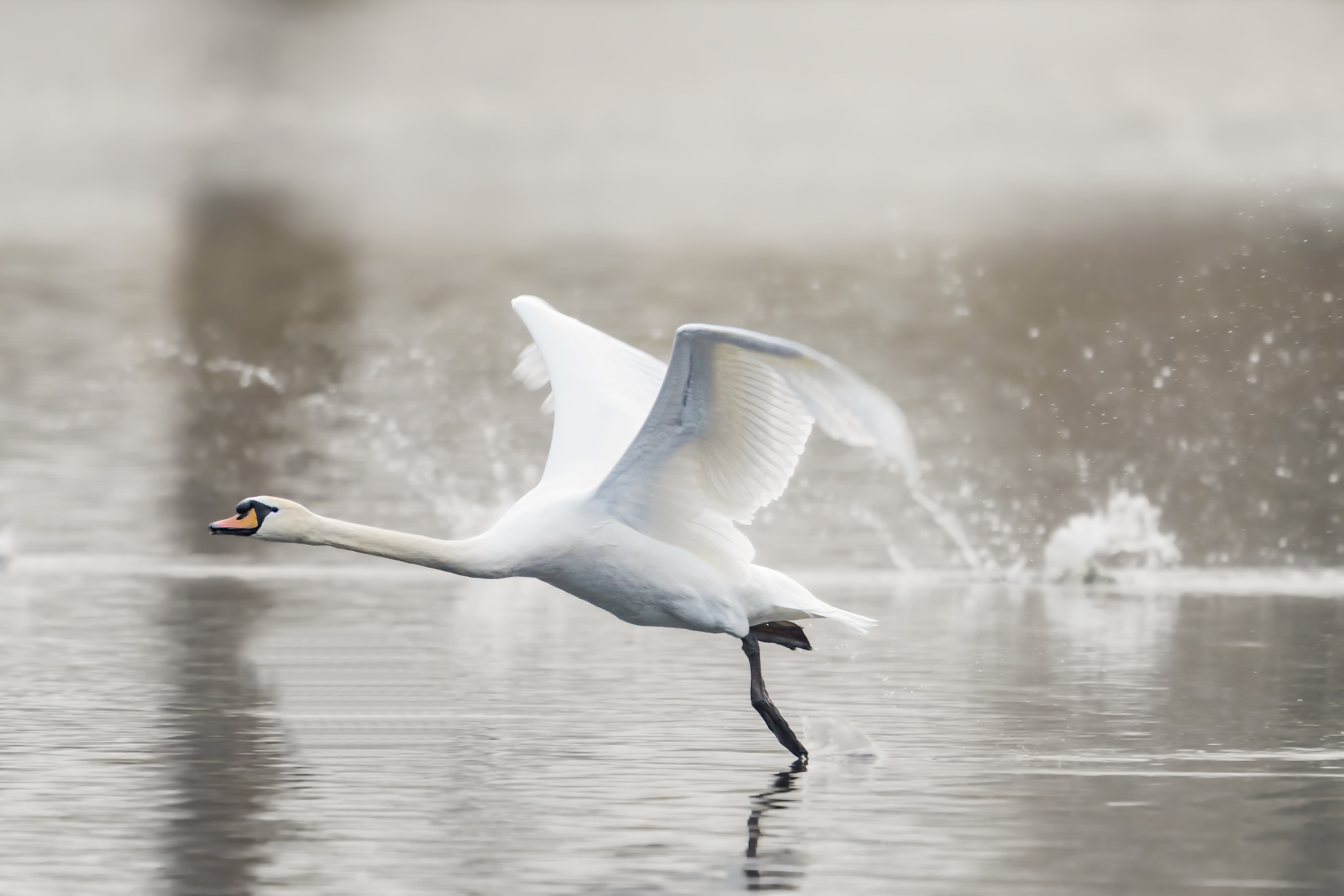 Canon EF 400mm F2.8L IS II USM sample photo. Swan photography