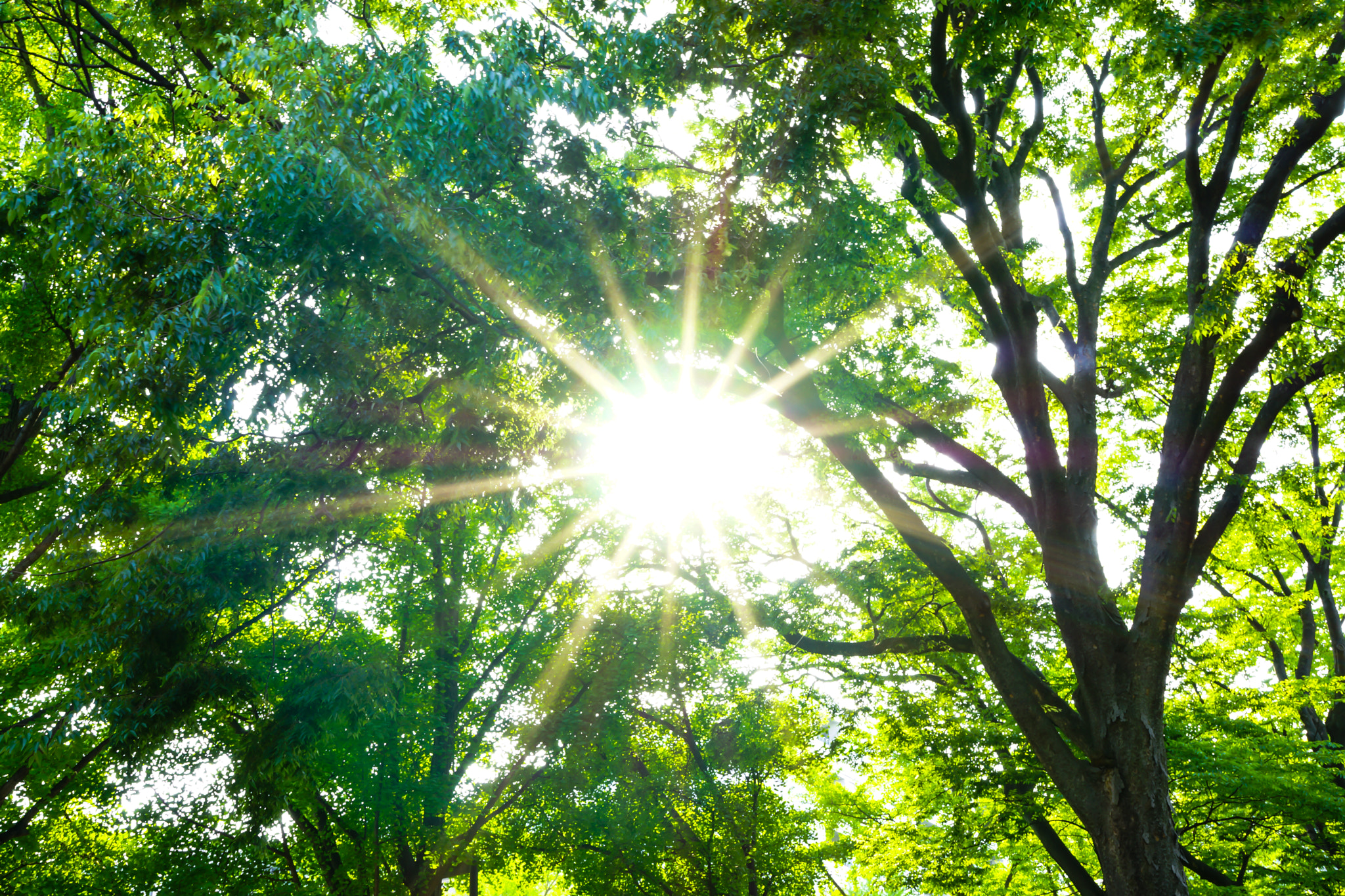 Sony Alpha NEX-7 sample photo. Sunshine from between trees photography