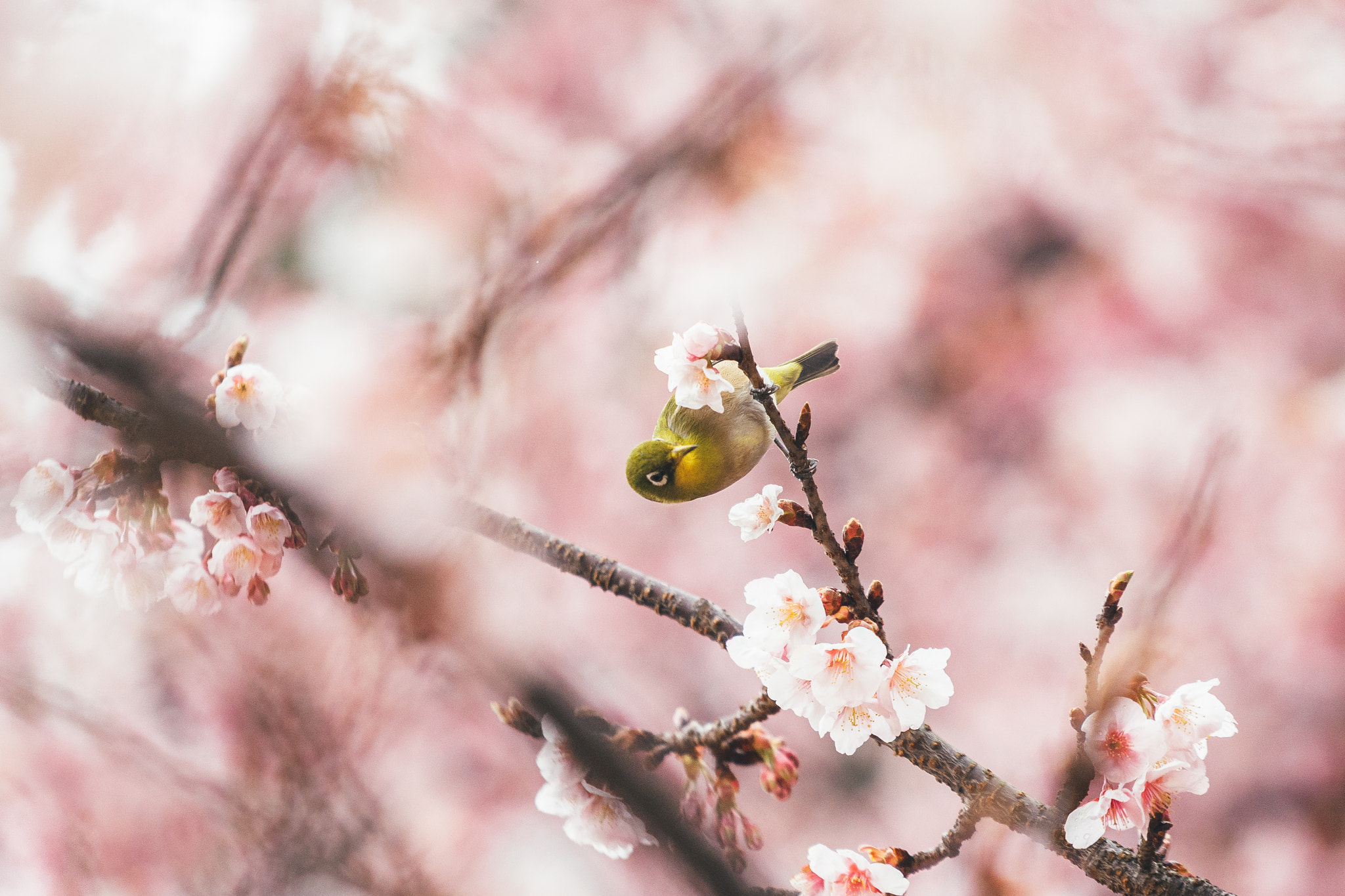 Sony a7 + Sony FE 70-200mm F4 G OSS sample photo. Springing photography