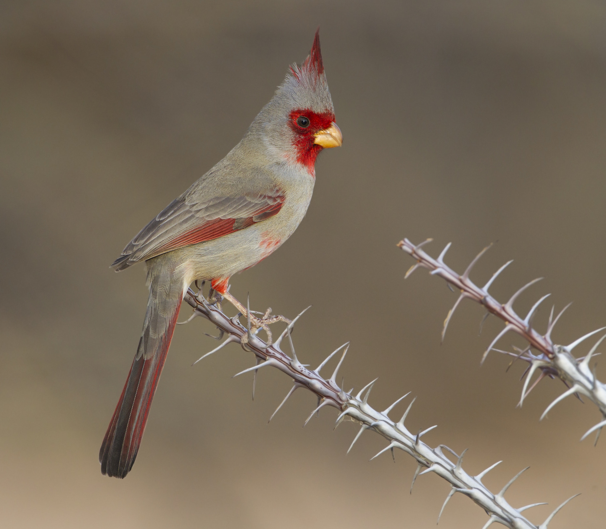 Canon EF 500mm F4L IS USM sample photo. Pyrrhuloxia photography