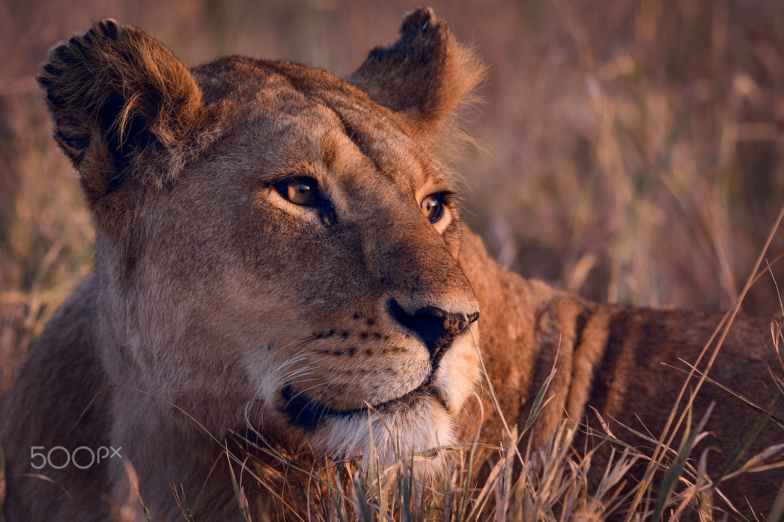 Canon EF 500mm F4L IS II USM sample photo. The lioness photography
