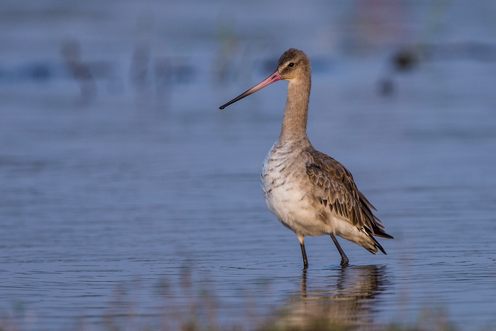 Canon EOS 700D (EOS Rebel T5i / EOS Kiss X7i) + Canon EF 300mm F2.8L IS II USM sample photo. The black-tailed godwit (limosa limosa) photography