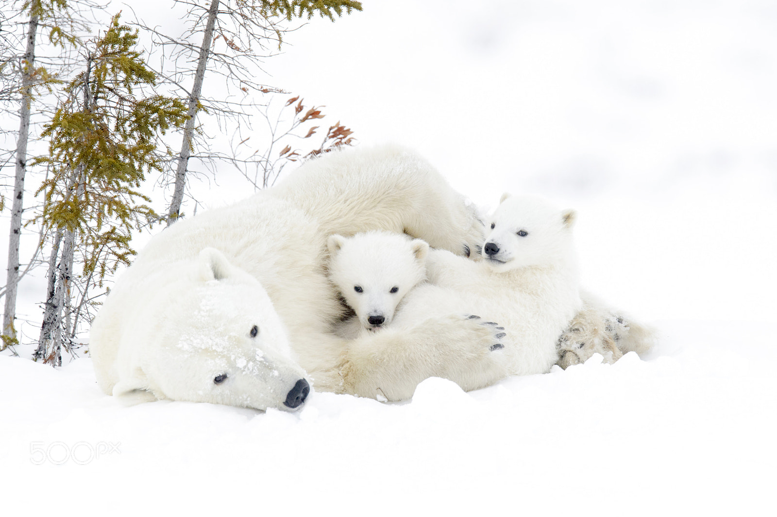 Nikon D4S + Nikon AF-S Nikkor 600mm F4G ED VR sample photo. Motherhood photography