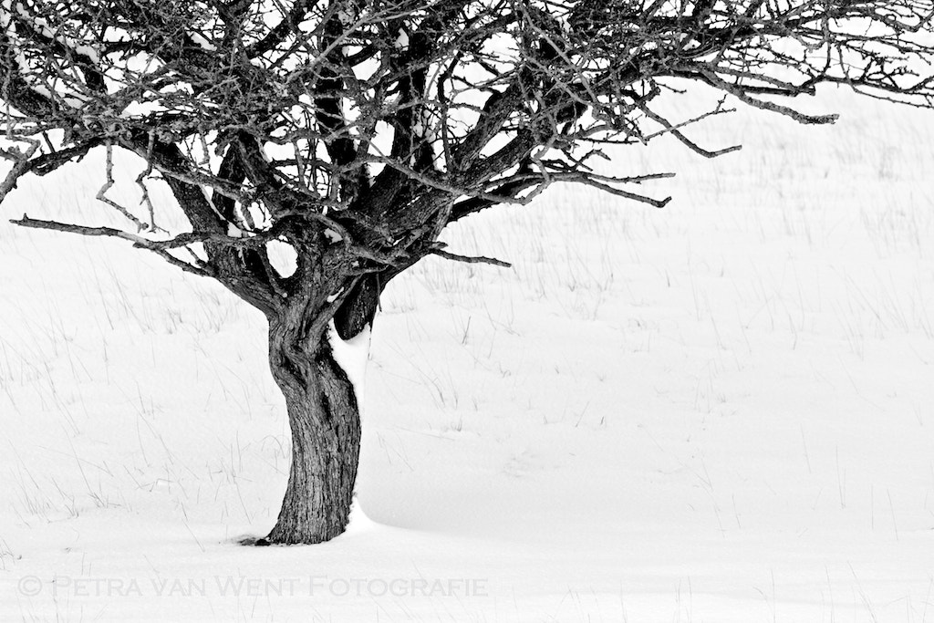 Canon EOS 7D sample photo. Winter tree photography