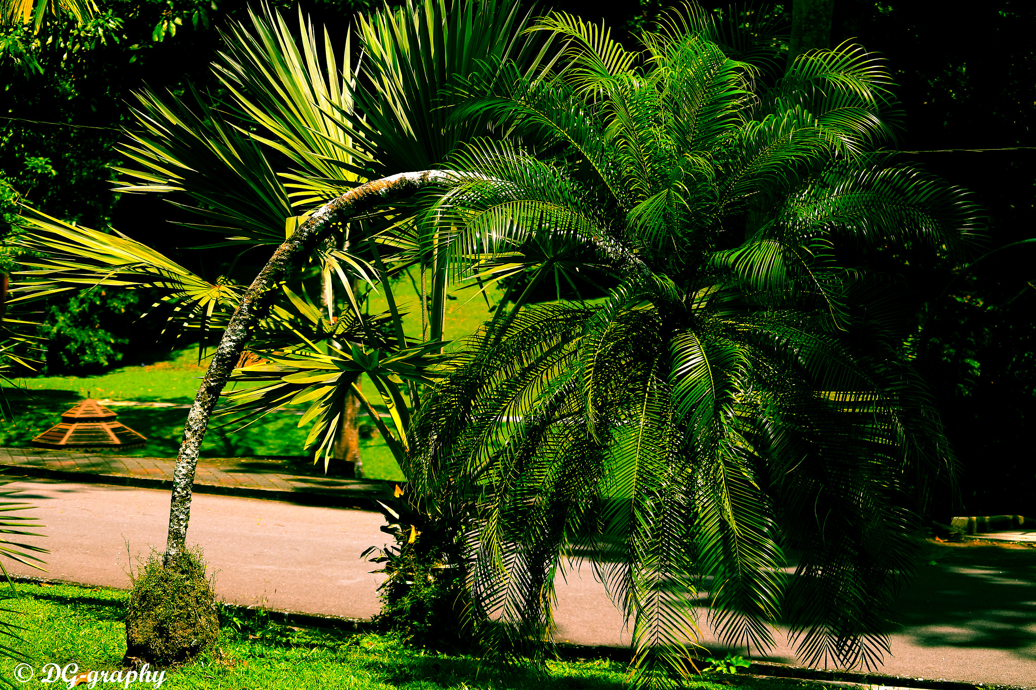 Canon EOS 700D (EOS Rebel T5i / EOS Kiss X7i) + Canon EF-S 55-250mm F4-5.6 IS STM sample photo. Bending coconut tree photography