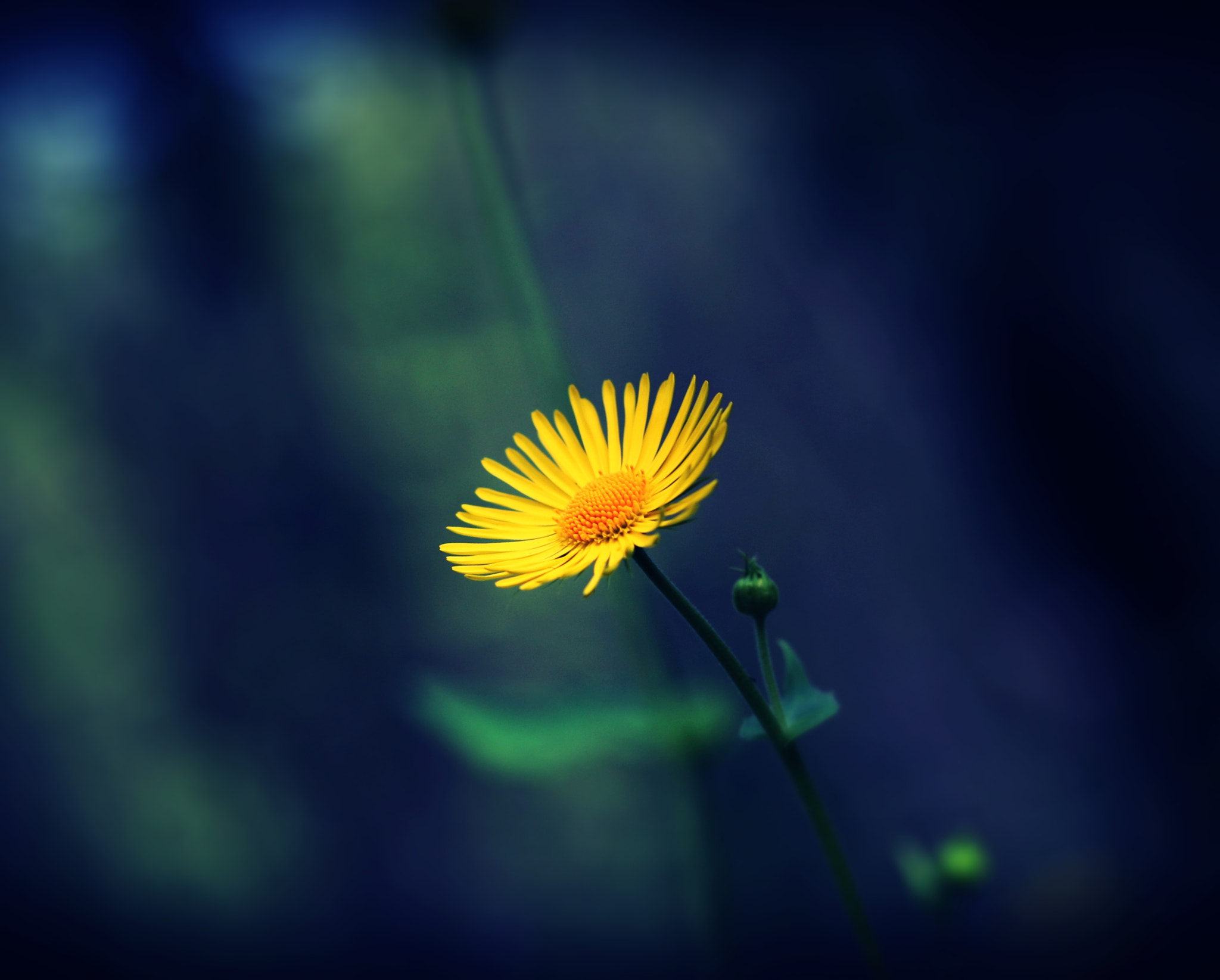 Canon EOS 5D + Canon EF 85mm F1.8 USM sample photo. Yellow photography