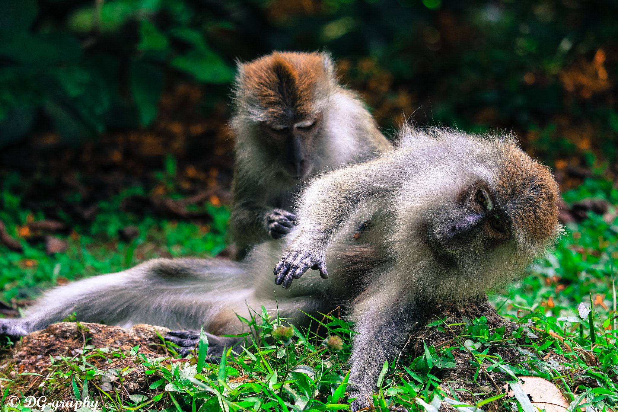 Canon EOS 700D (EOS Rebel T5i / EOS Kiss X7i) + Canon EF-S 55-250mm F4-5.6 IS STM sample photo. Monkey love .. photography