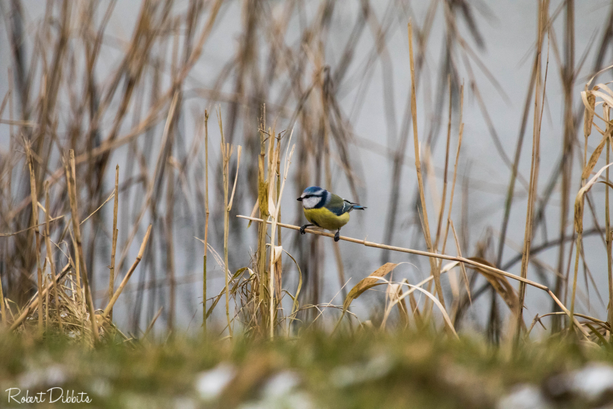 Canon EF 100-400mm F4.5-5.6L IS USM sample photo. Blue tit photography