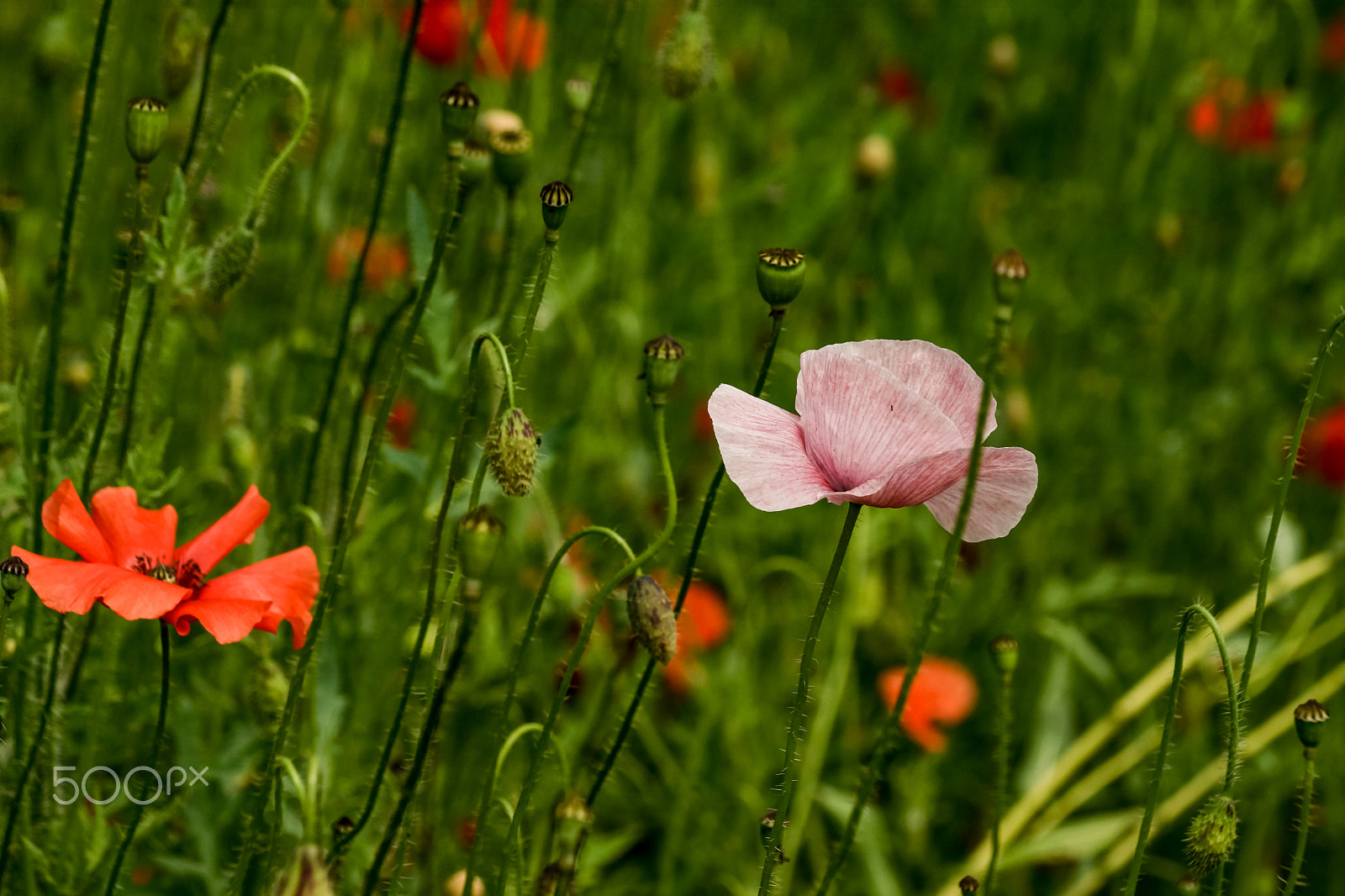 Sony SLT-A65 (SLT-A65V) + Sony DT 18-135mm F3.5-5.6 SAM sample photo. маки photography