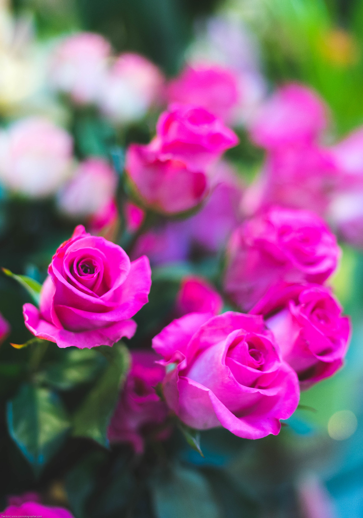 Sony a7 II + Sony Distagon T* FE 35mm F1.4 ZA sample photo. Photo by tae kim @ www.cosmotographer.com photography
