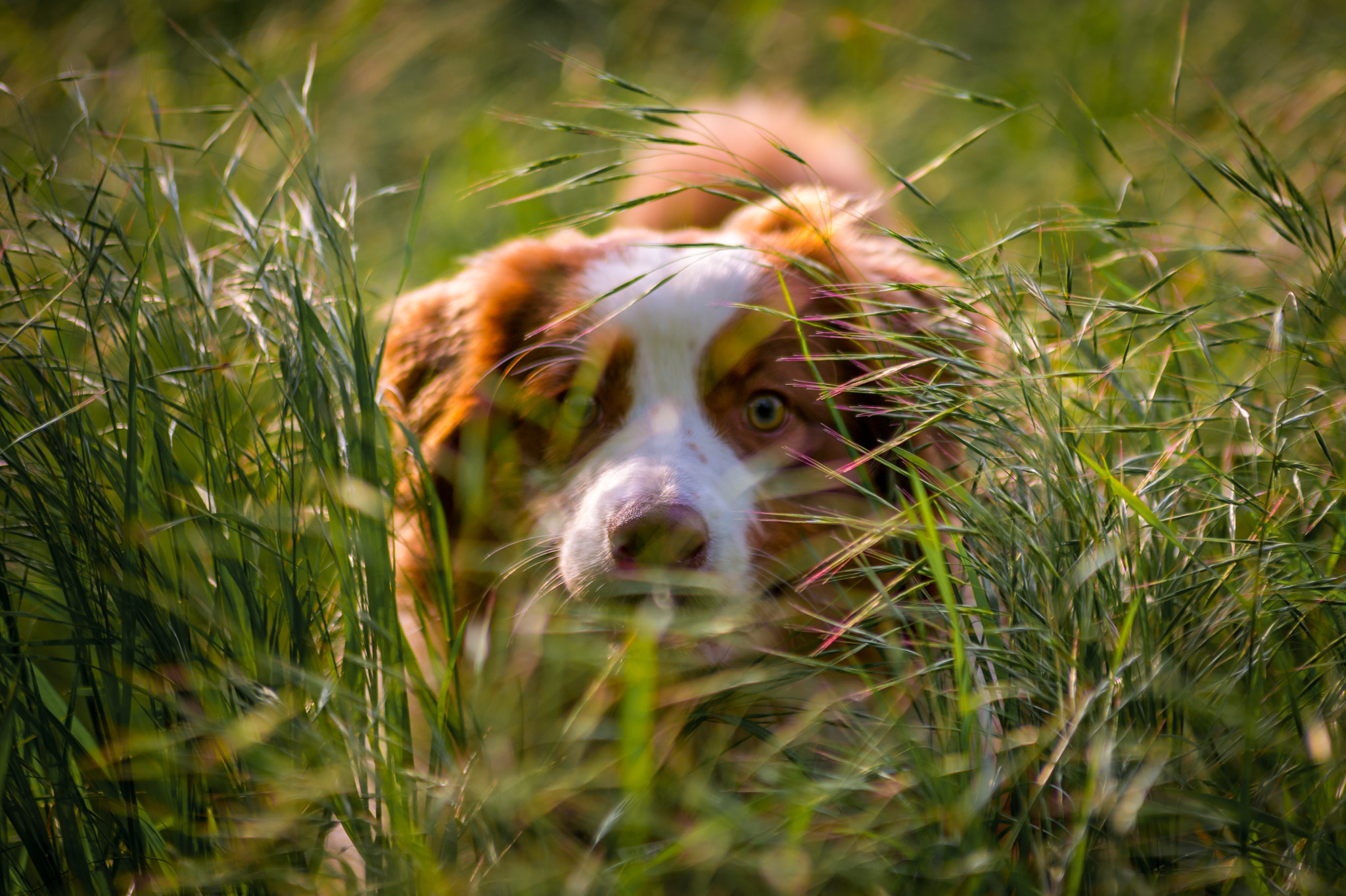 Canon EOS 70D + Tamron SP AF 70-200mm F2.8 Di LD (IF) MACRO sample photo. Felix becker lotte & friends photography