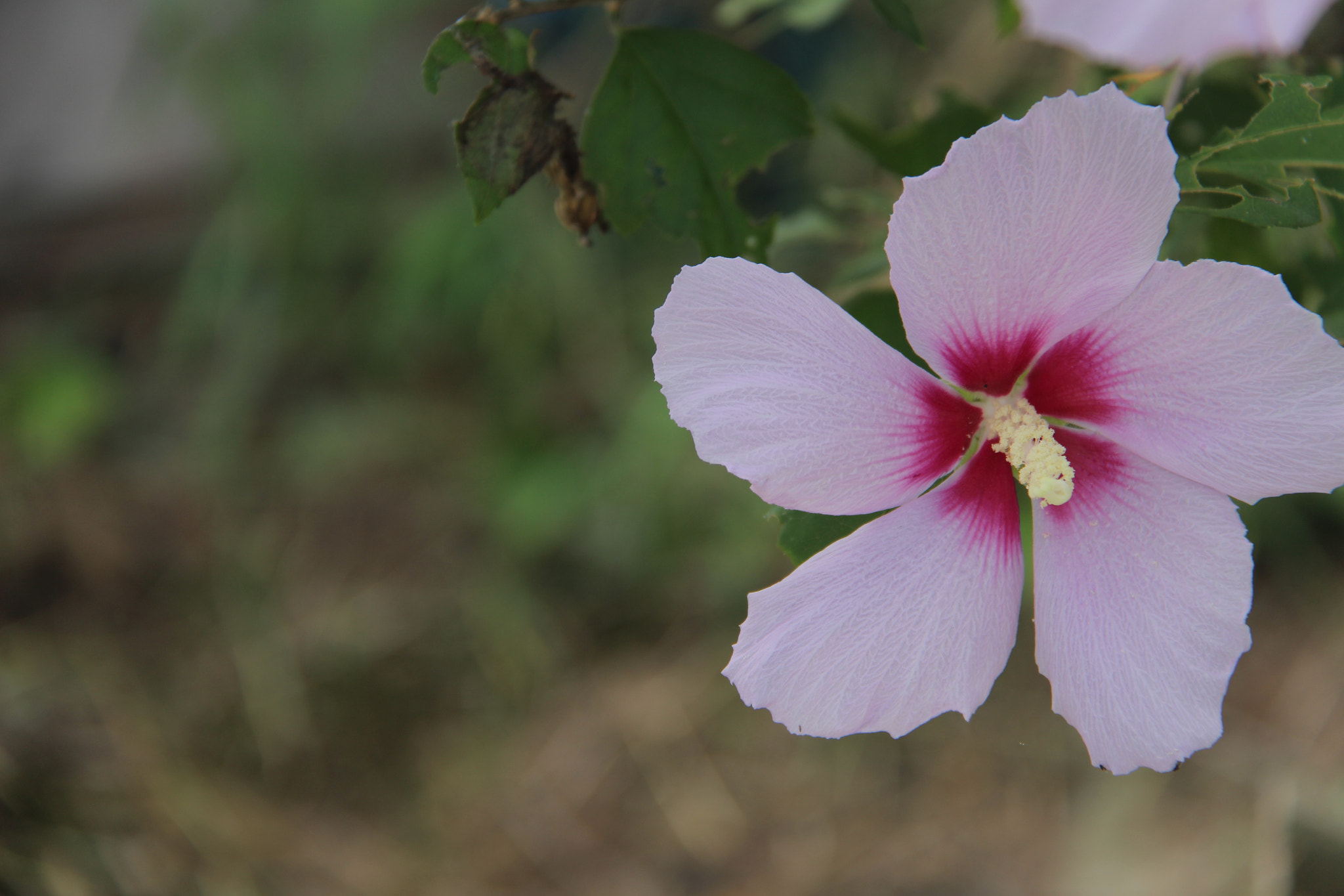 Canon EF-S 18-200mm F3.5-5.6 IS sample photo. 아름다움을  뽐내는꽃`````찰칵^^ photography