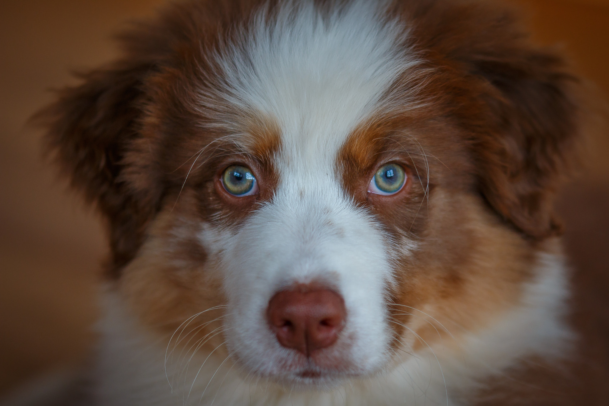 Sigma 105mm F2.8 EX DG OS HSM sample photo. Felix becker lotte & friends photography