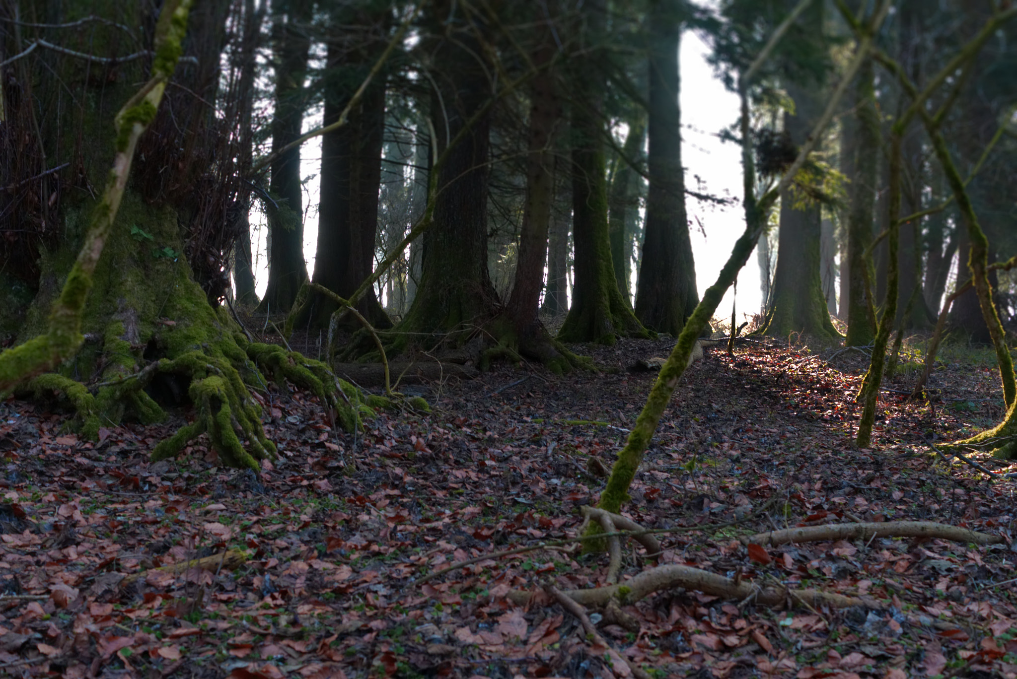 Sony ILCA-77M2 + Sony DT 35mm F1.8 SAM sample photo. Miracle woods photography