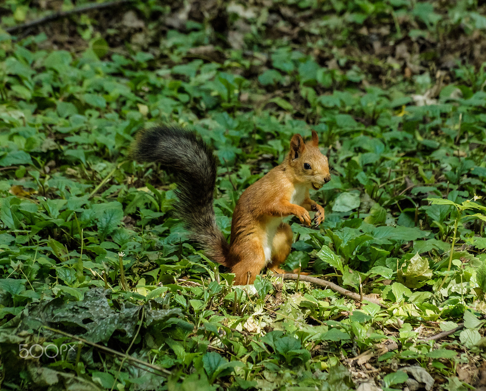 Sony SLT-A65 (SLT-A65V) + Sony DT 18-135mm F3.5-5.6 SAM sample photo. белочка photography