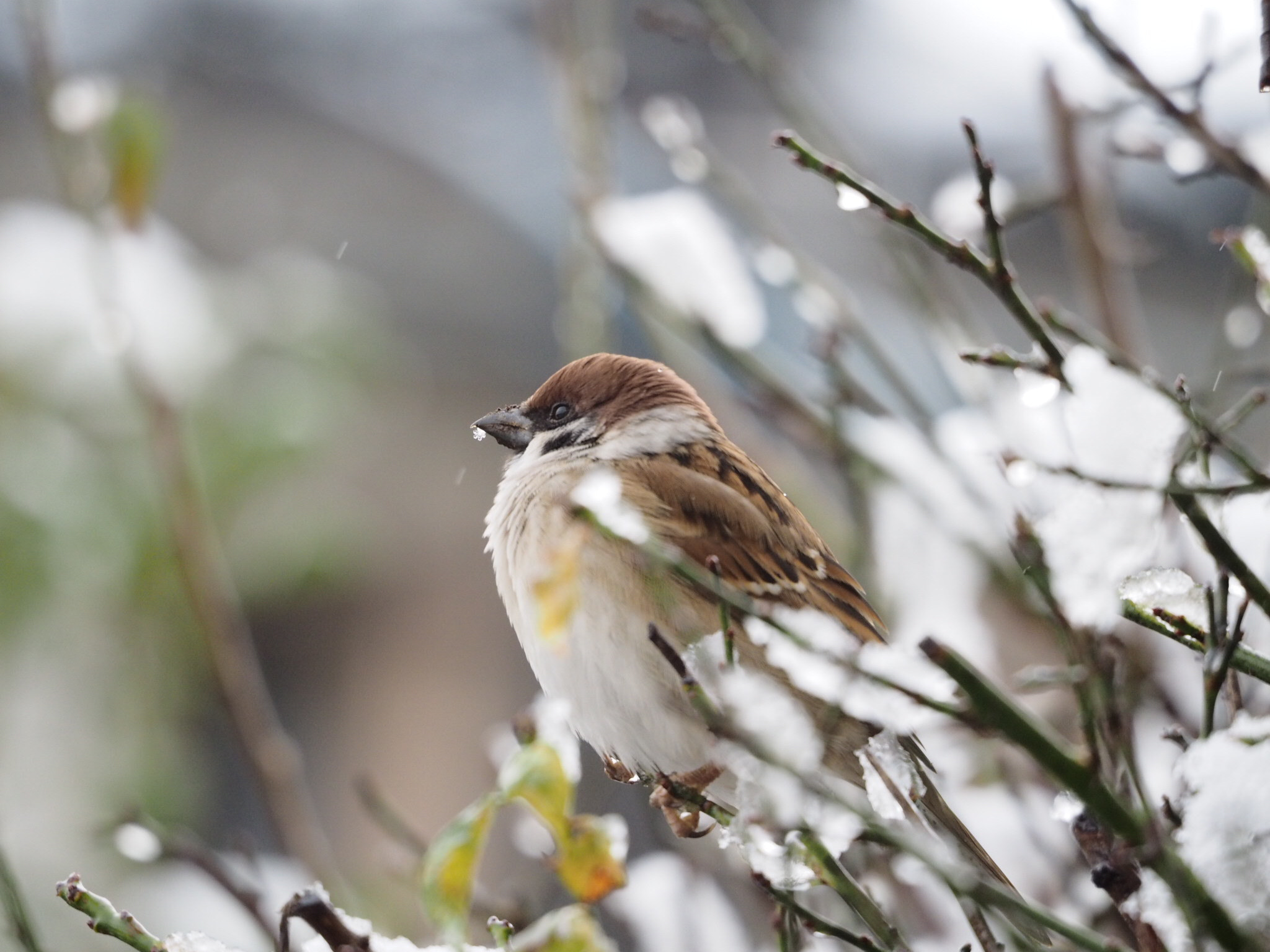 Olympus OM-D E-M1 sample photo. Snow crystal lined the sparrow's beak photography