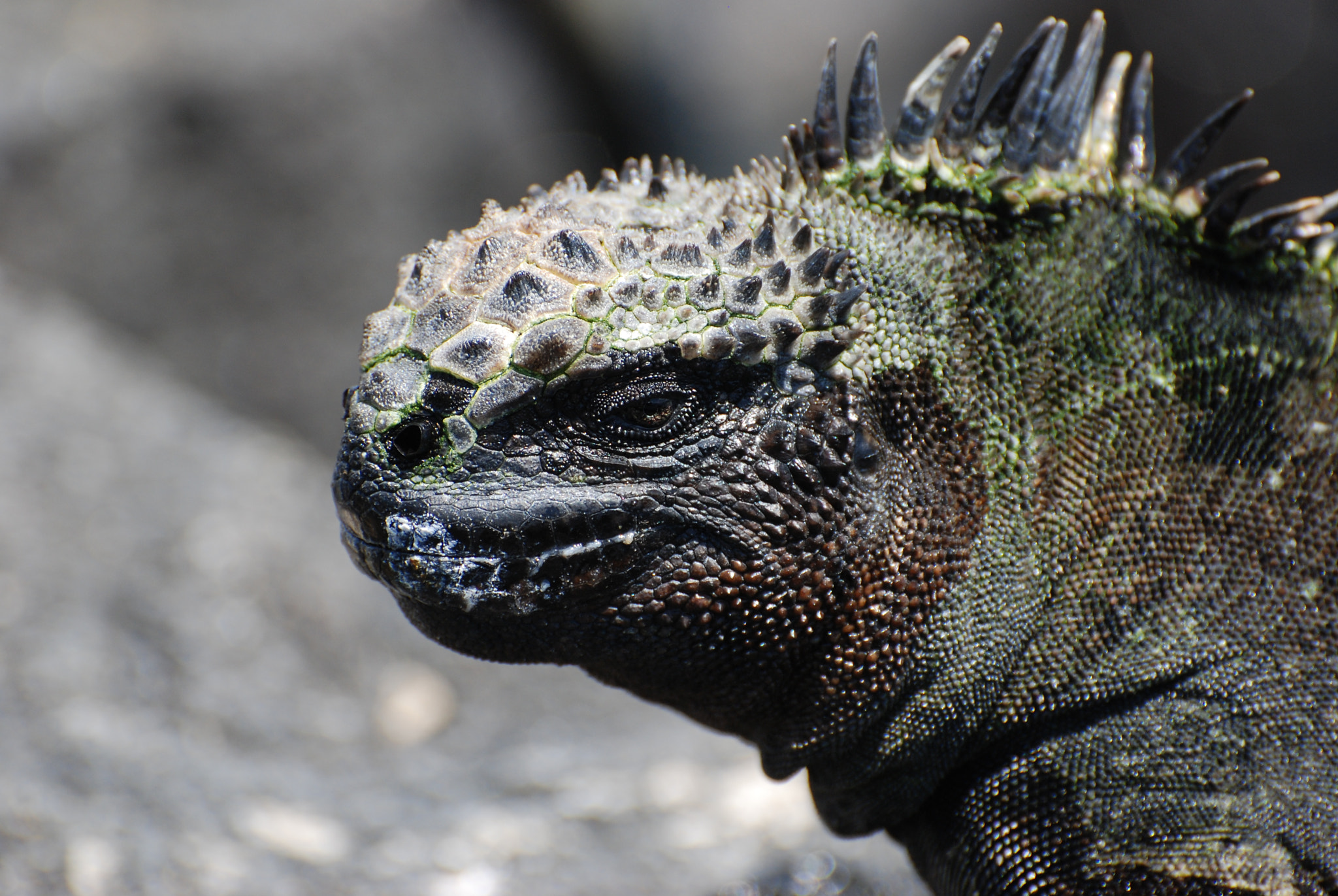 Nikon D80 sample photo. Marine iguana photography