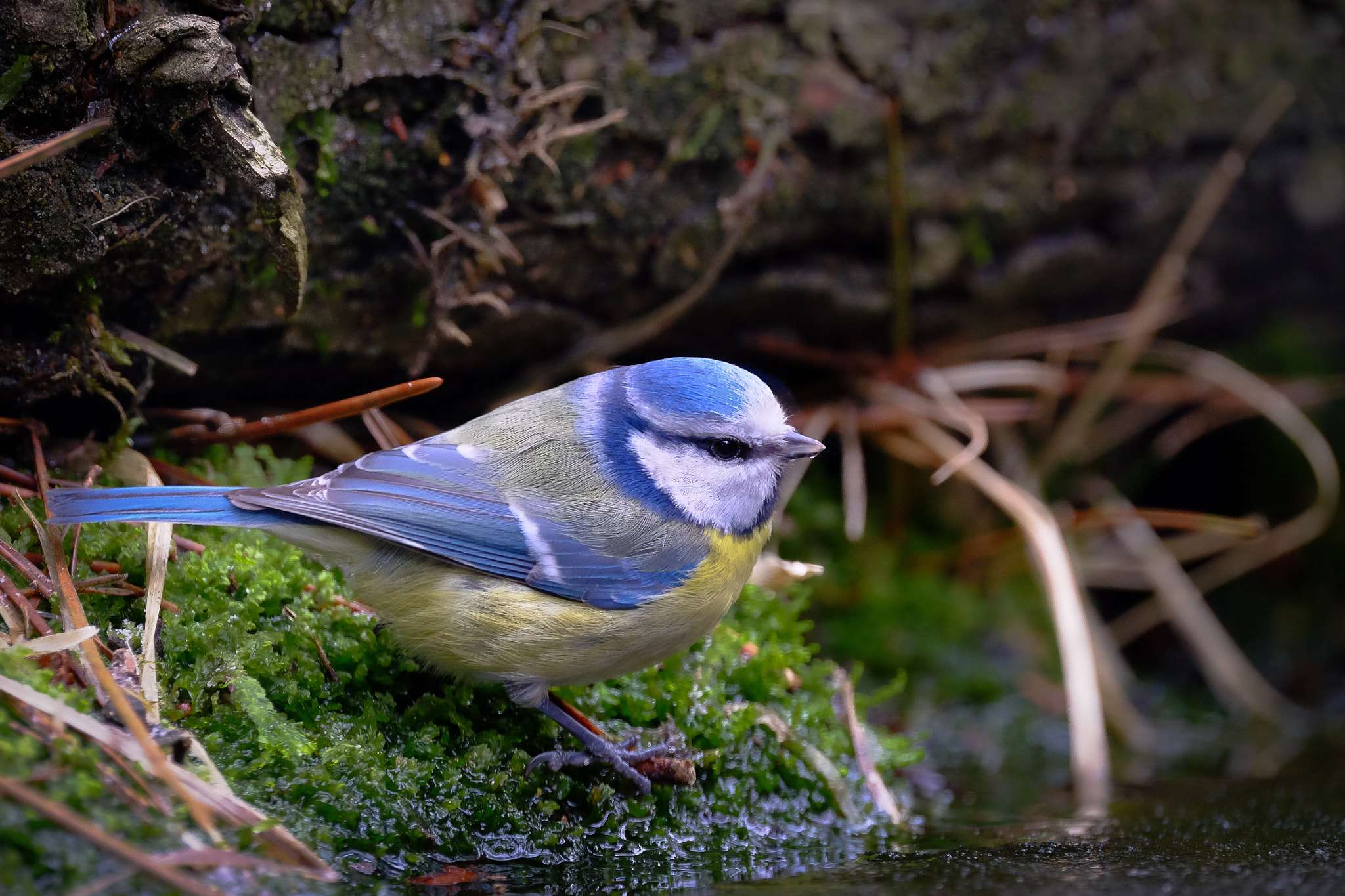 Fujifilm XF 100-400mm F4.5-5.6 R LM OIS WR sample photo. Tomtit photography