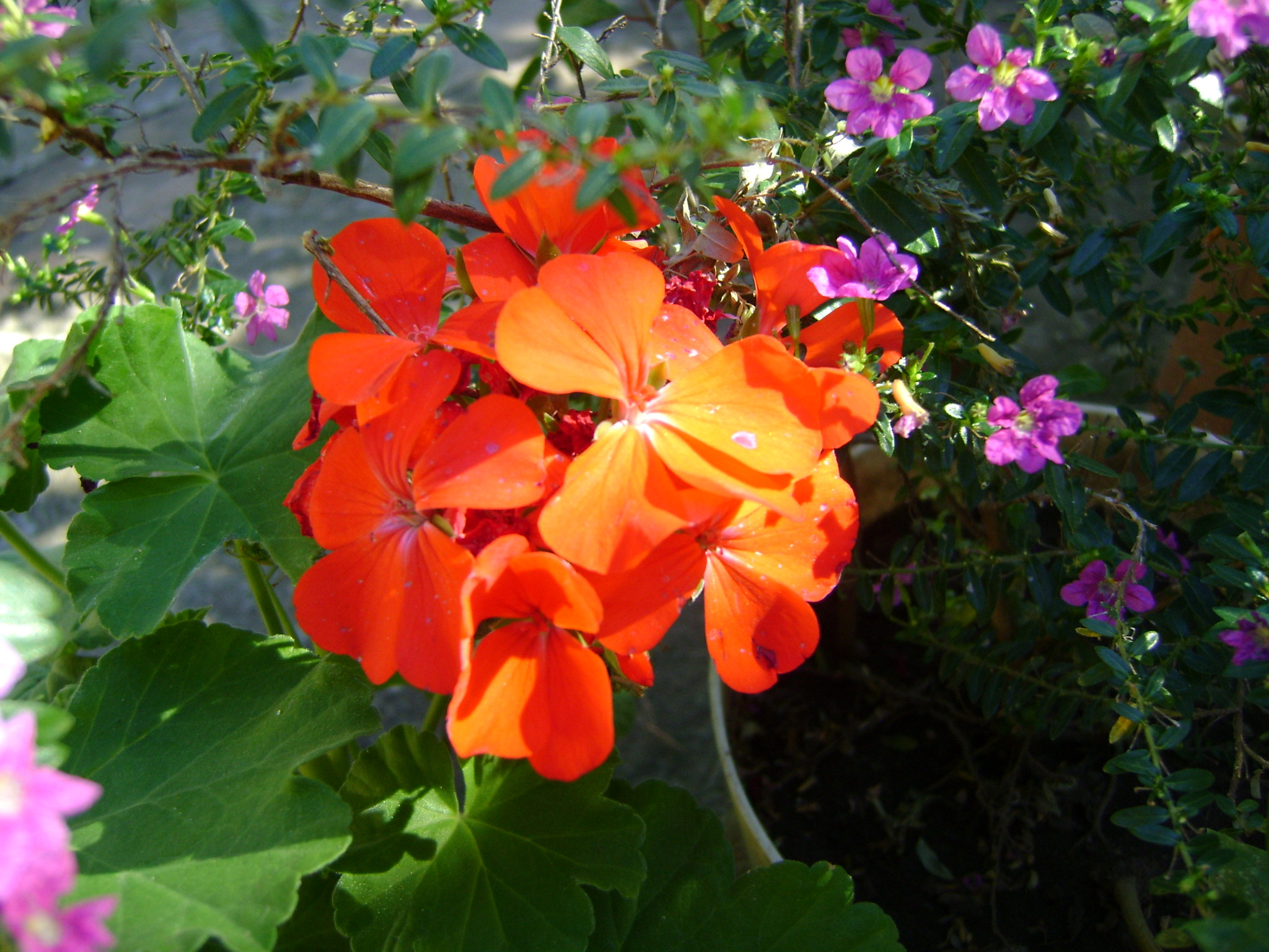 Sony Cyber-shot DSC-S750 sample photo
