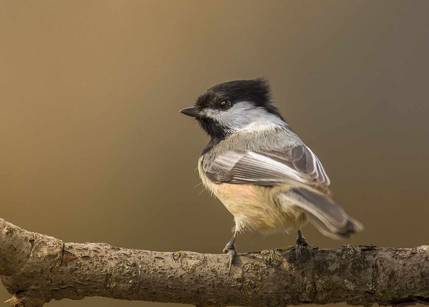 Nikon D7200 + Nikon AF-S Nikkor 500mm F4G ED VR sample photo. Leather (chickadee) photography