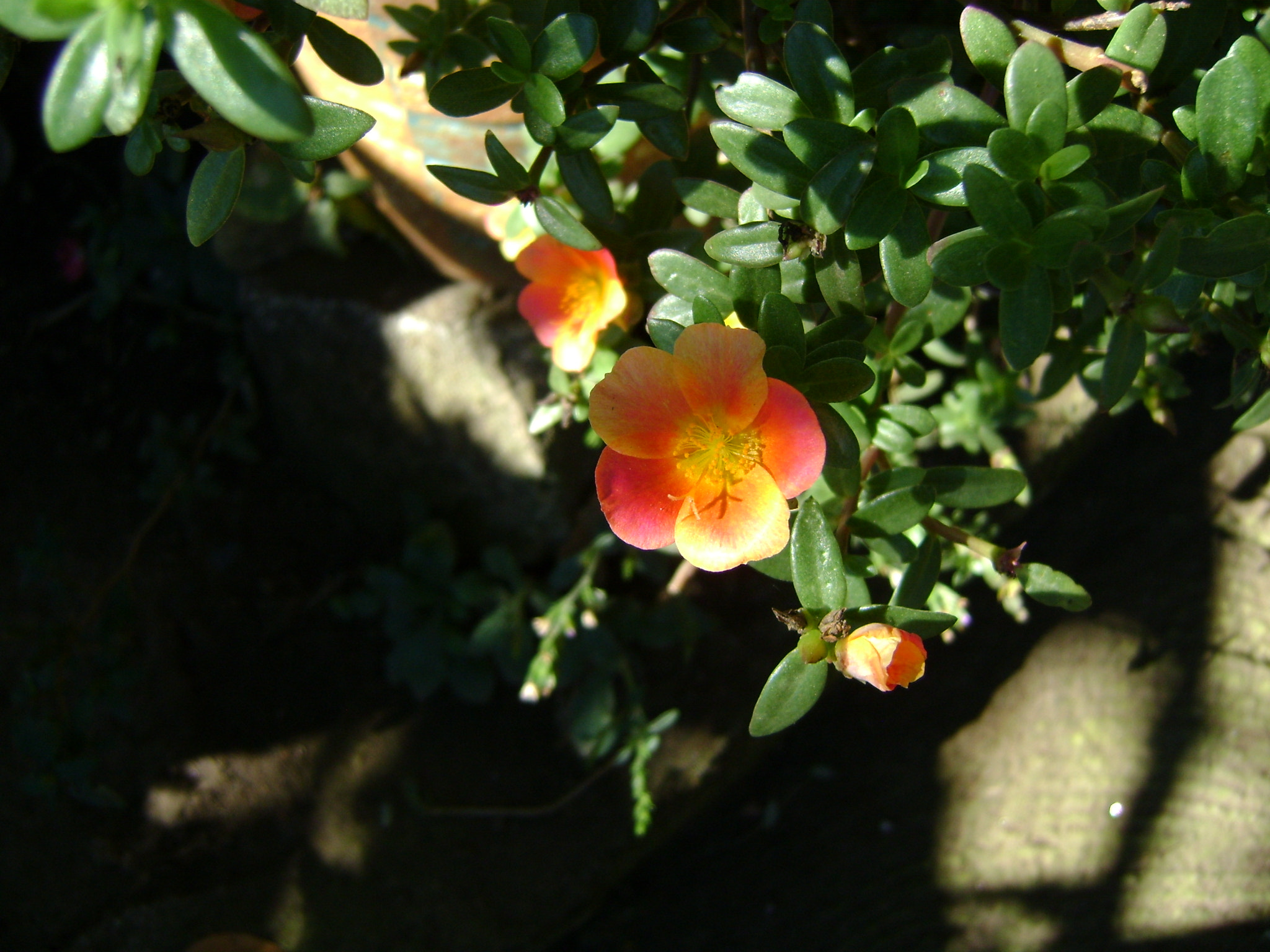 Sony Cyber-shot DSC-S750 sample photo