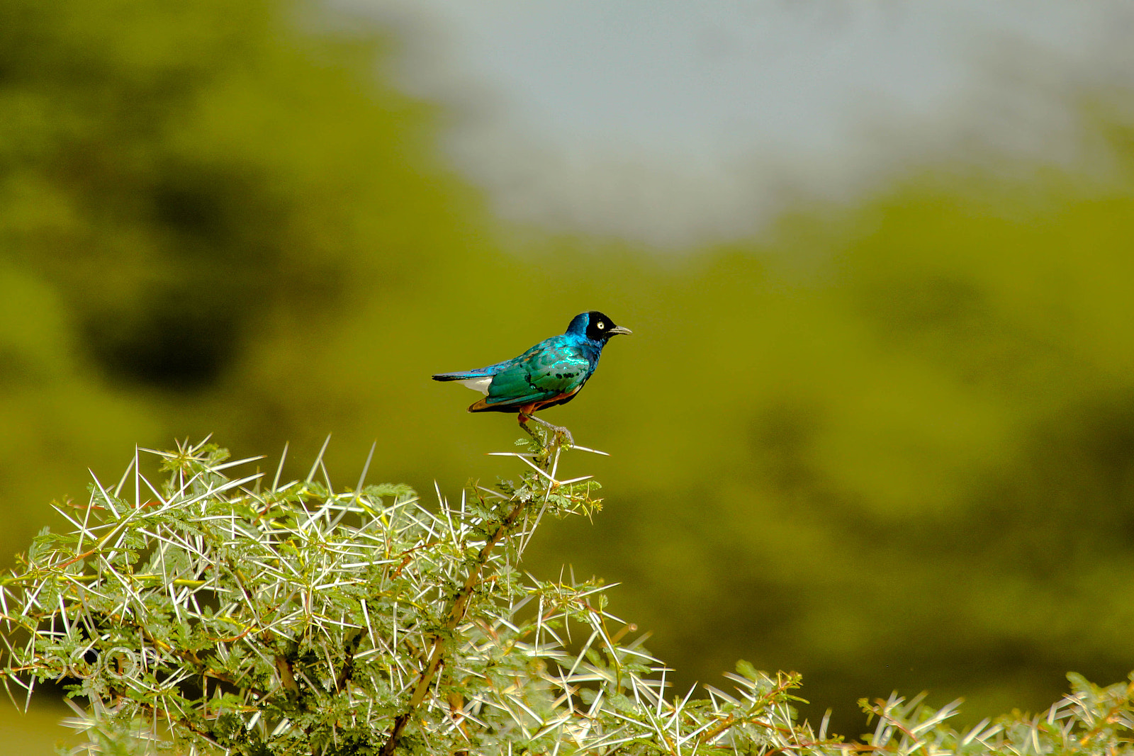 Canon EF 100-400mm F4.5-5.6L IS USM sample photo. Birds photography