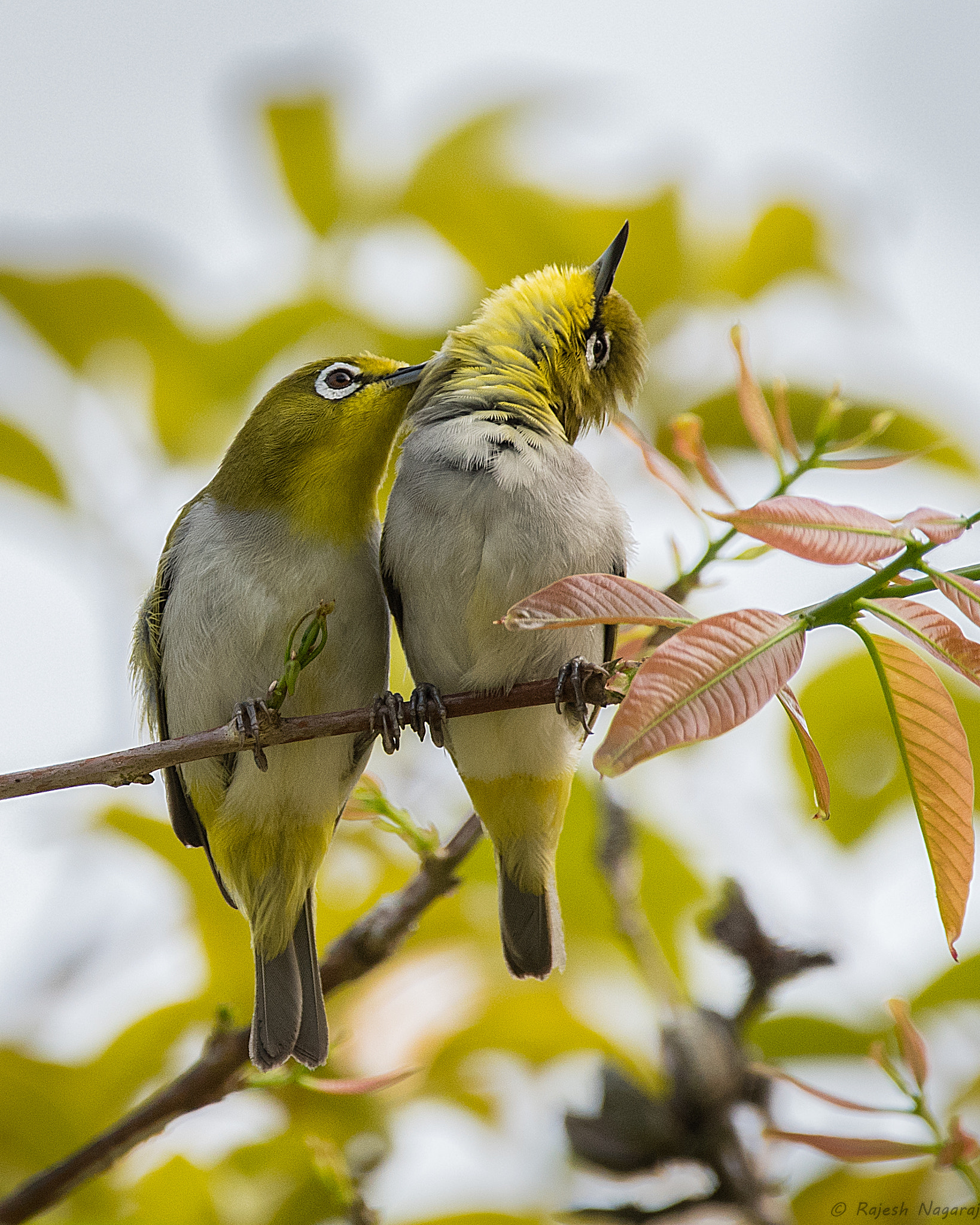 Sigma 150-600mm F5-6.3 DG OS HSM | C sample photo. Oriental white eye - cople photography