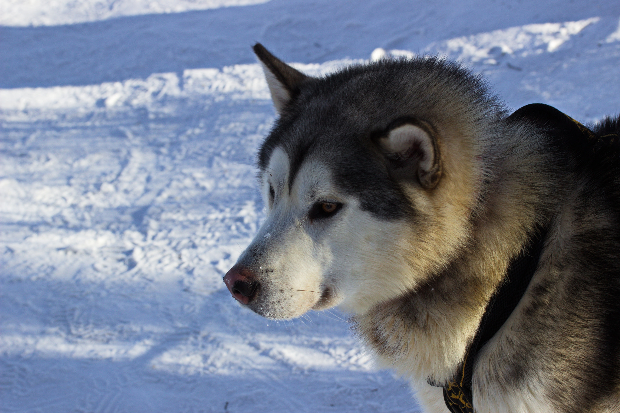 Canon EF-S 60mm F2.8 Macro USM sample photo. Dog photography