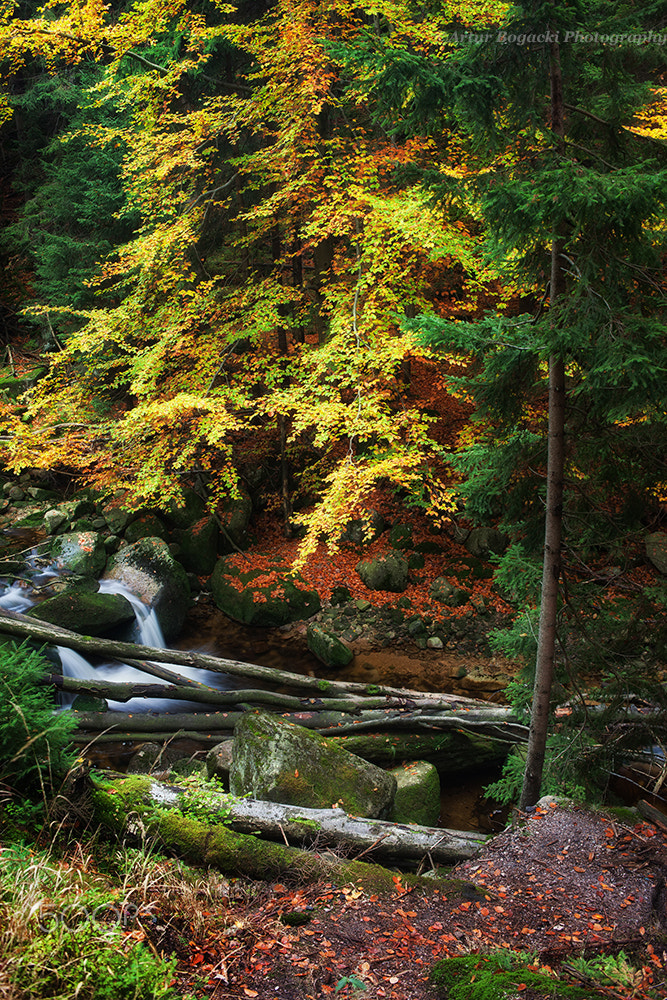 Canon EOS 5D Mark II + Canon EF 35mm F2 sample photo. Autumn forest creek photography