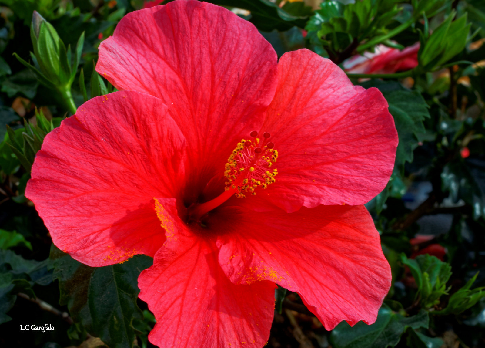 Nikon D90 sample photo. Hibiscus photography