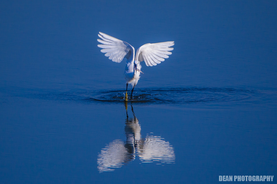 Canon EOS-1D Mark IV sample photo. Hunting photography