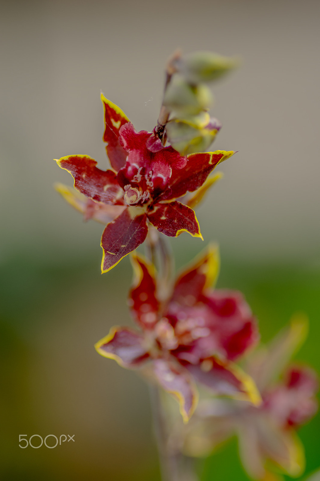 Pentax K-3 + Tamron SP AF 90mm F2.8 Di Macro sample photo. Multicolored photography