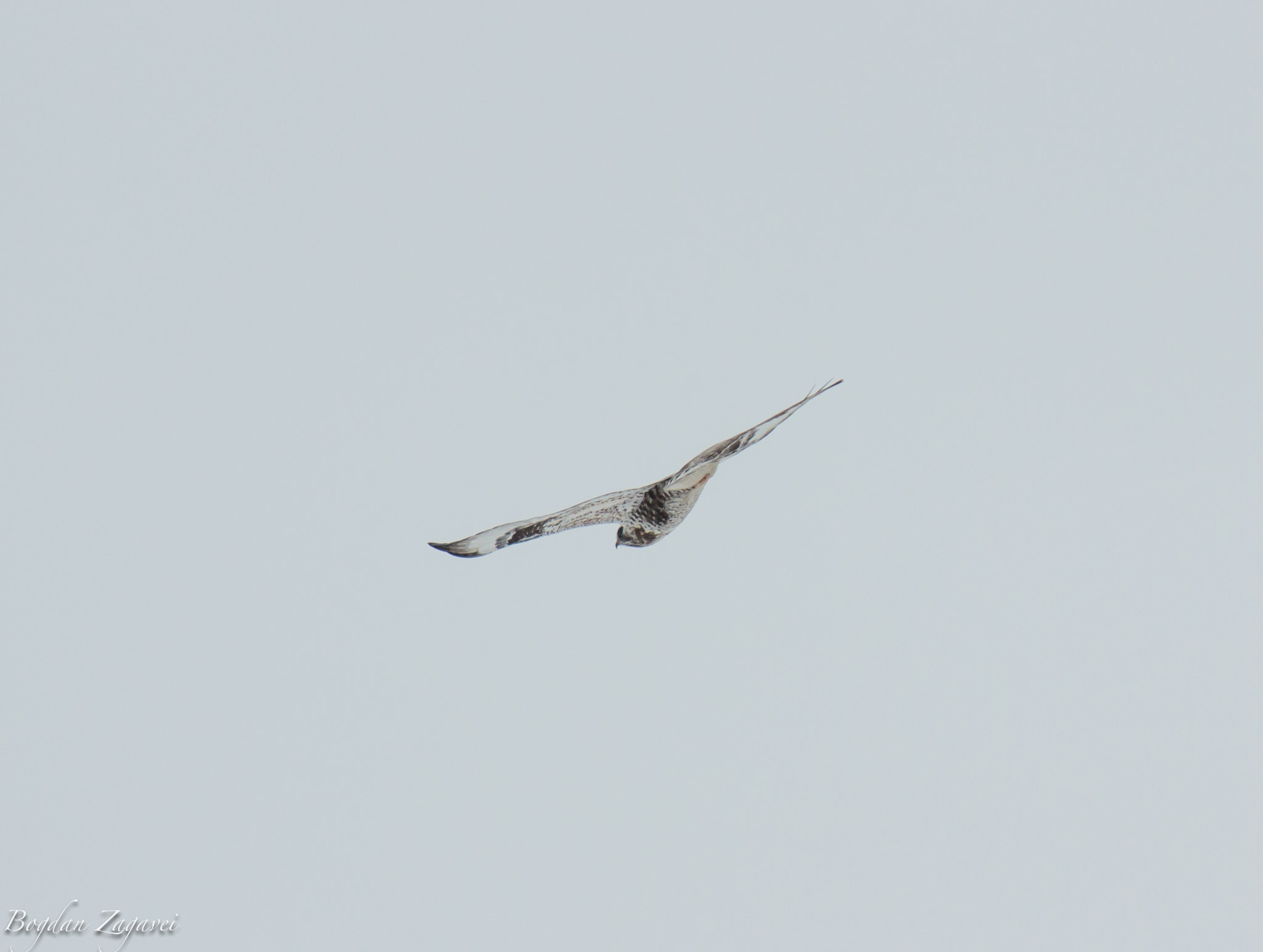 Canon EOS 600D (Rebel EOS T3i / EOS Kiss X5) + Tamron SP 35mm F1.8 Di VC USD sample photo. Rough-legged buzzard (buteo lagopus) photography