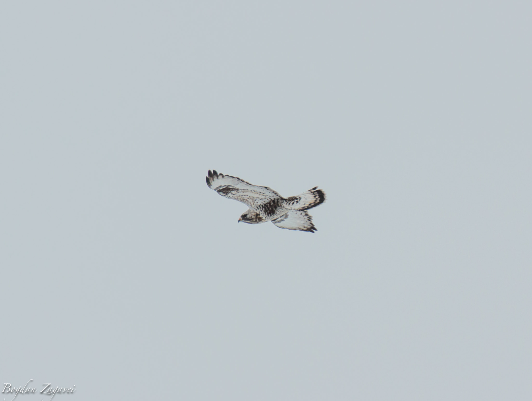 Canon EOS 600D (Rebel EOS T3i / EOS Kiss X5) + Tamron SP 35mm F1.8 Di VC USD sample photo. Rough-legged buzzard (buteo lagopus) photography