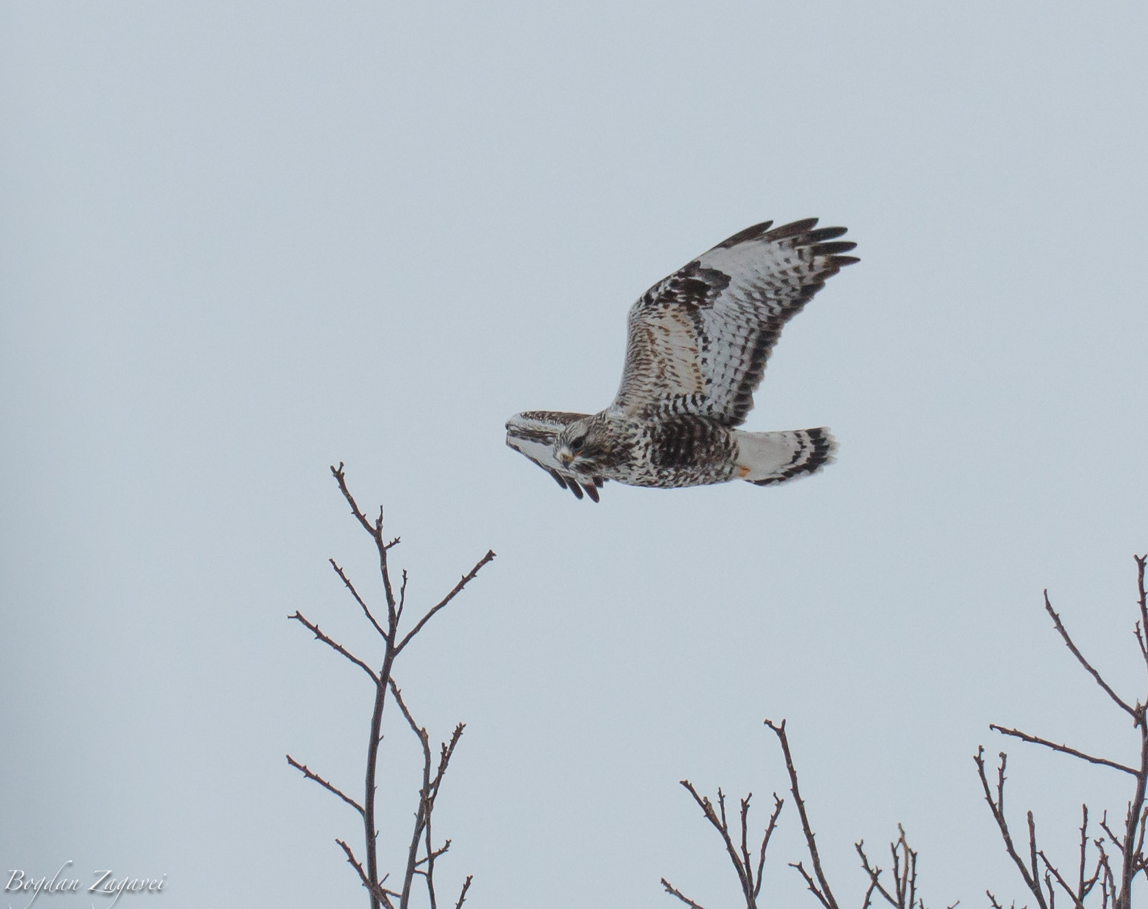 Canon EOS 600D (Rebel EOS T3i / EOS Kiss X5) + Tamron SP 35mm F1.8 Di VC USD sample photo. Rough-legged buzzard (buteo lagopus) photography