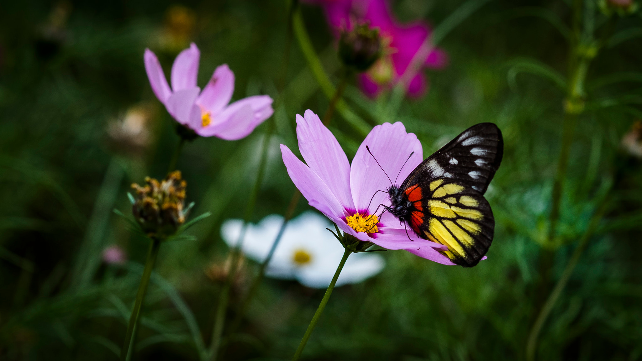 Fujifilm X-E1 + Fujifilm XF 60mm F2.4 R Macro sample photo. 报喜彩蝶 photography