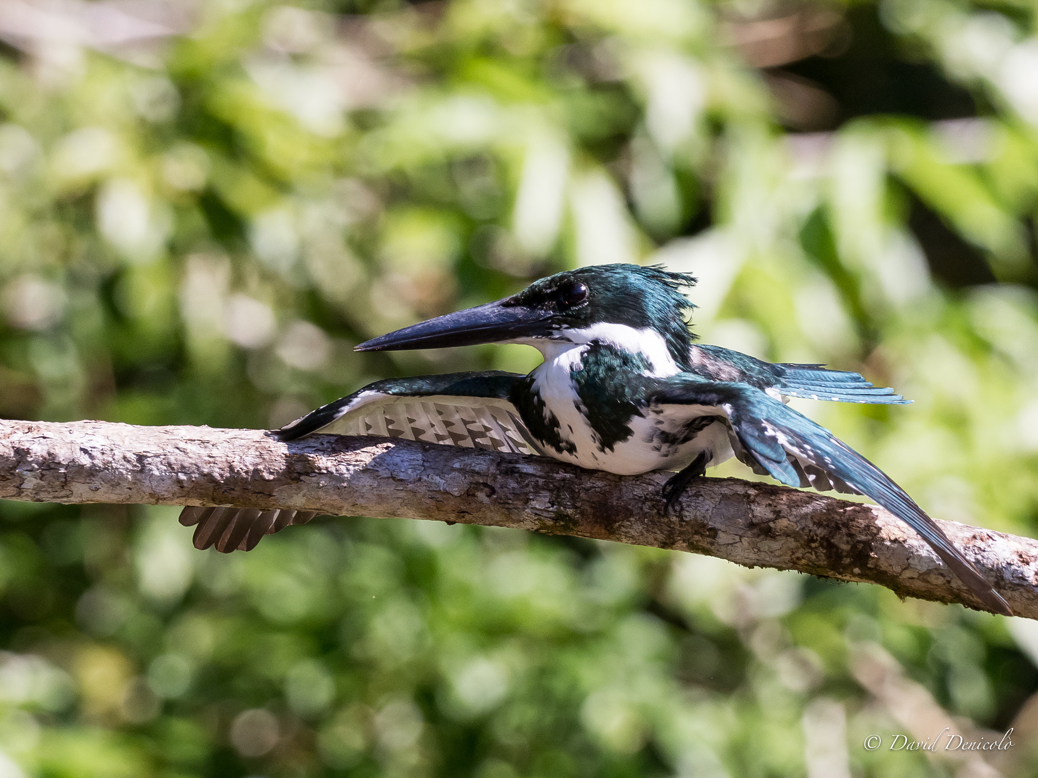 M.300mm F4.0 + MC-14 sample photo. Amazon kingfisher photography