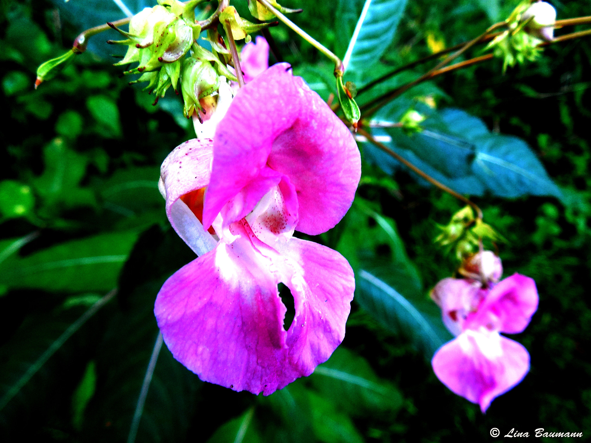 Nikon Coolpix L610 sample photo. Pink flower photography