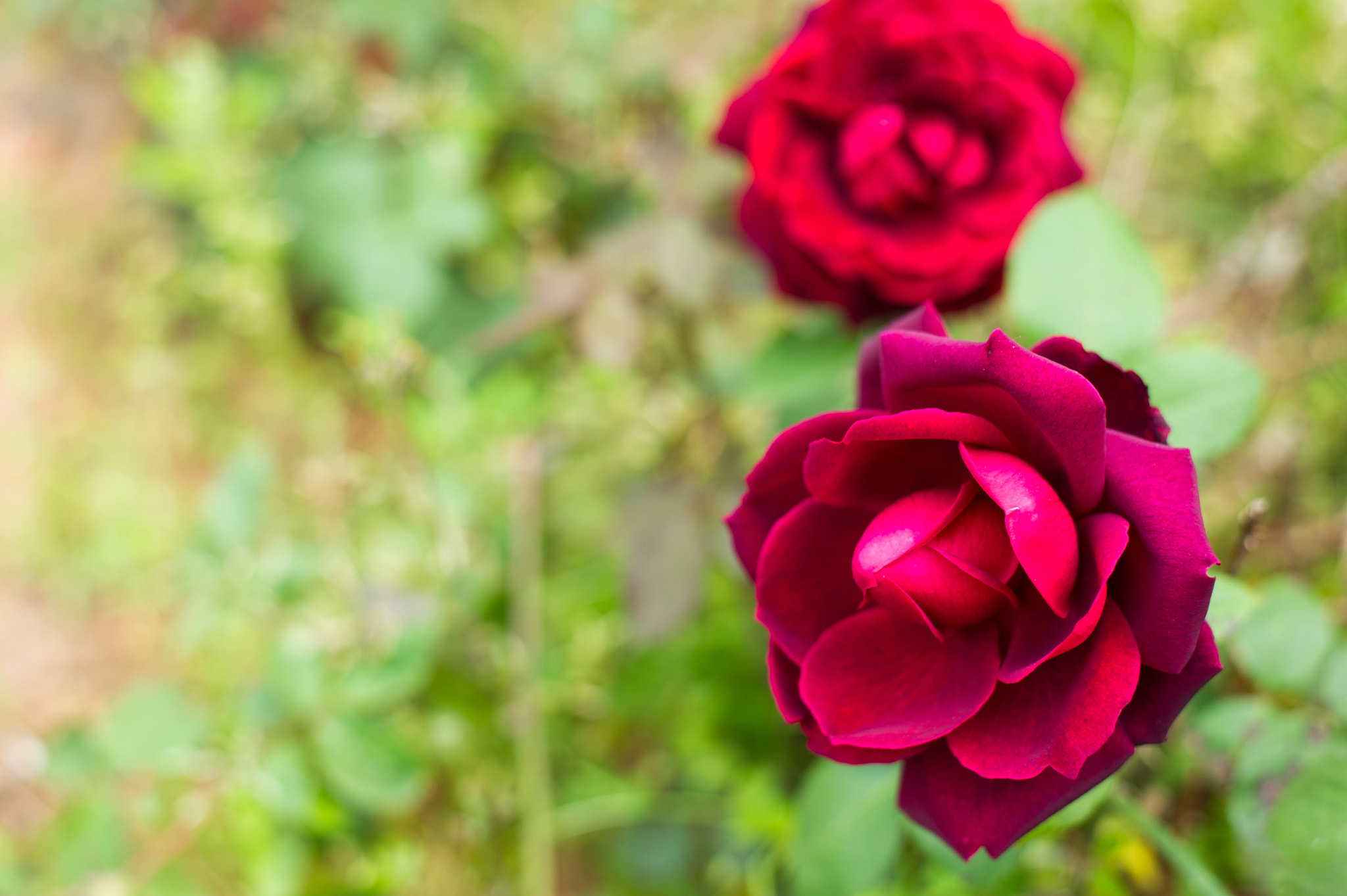 Nikon D3S + Nikon AF-S Nikkor 50mm F1.8G sample photo. Red roses...i see them bloom photography